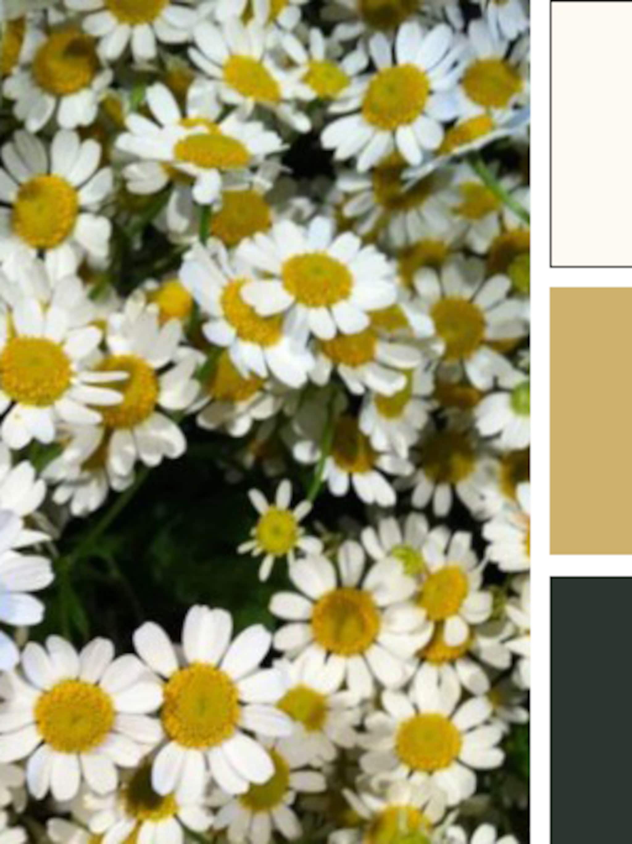 kleurpalet met oud hollandse kleuren