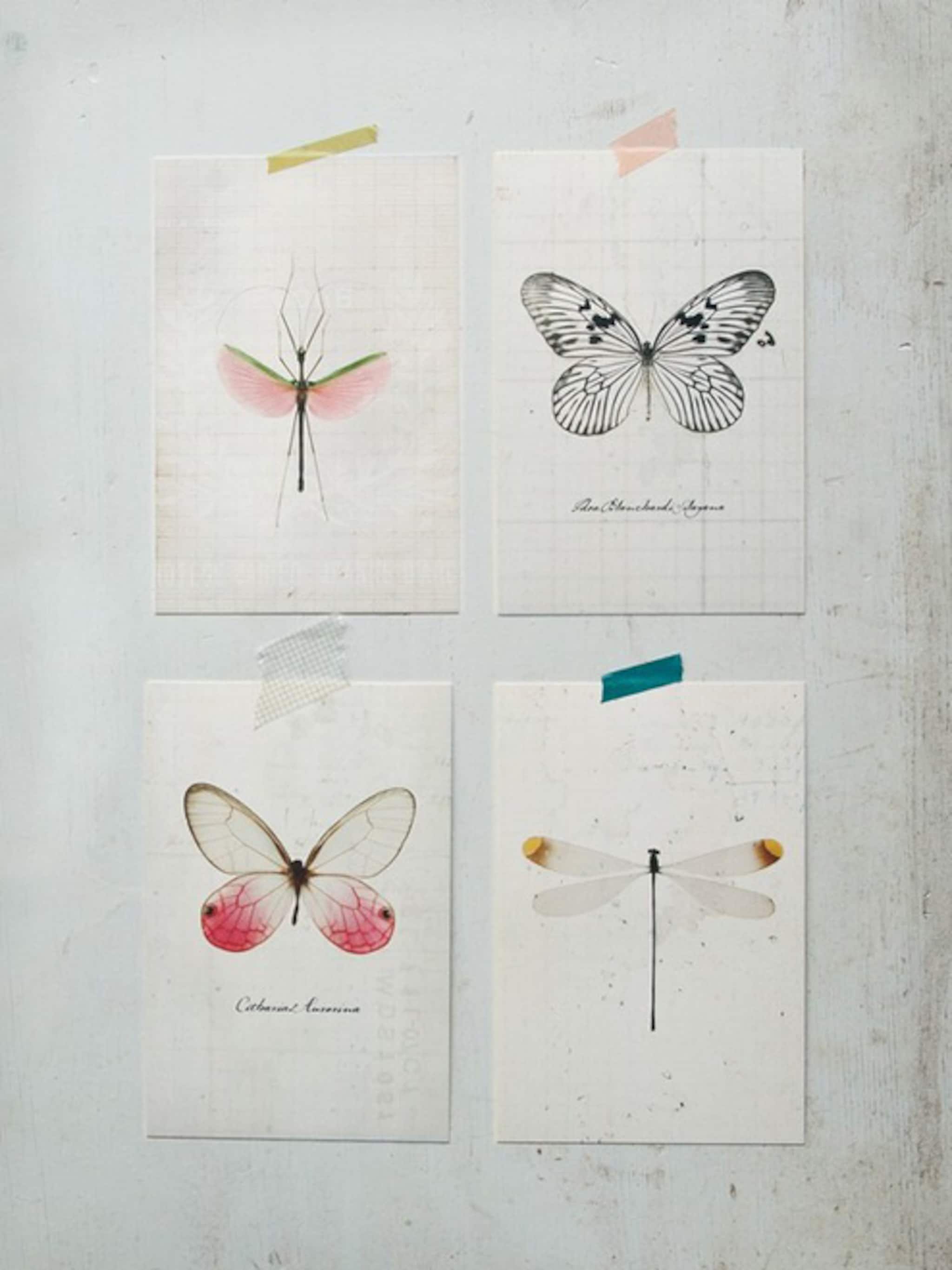 insecten aan de muur