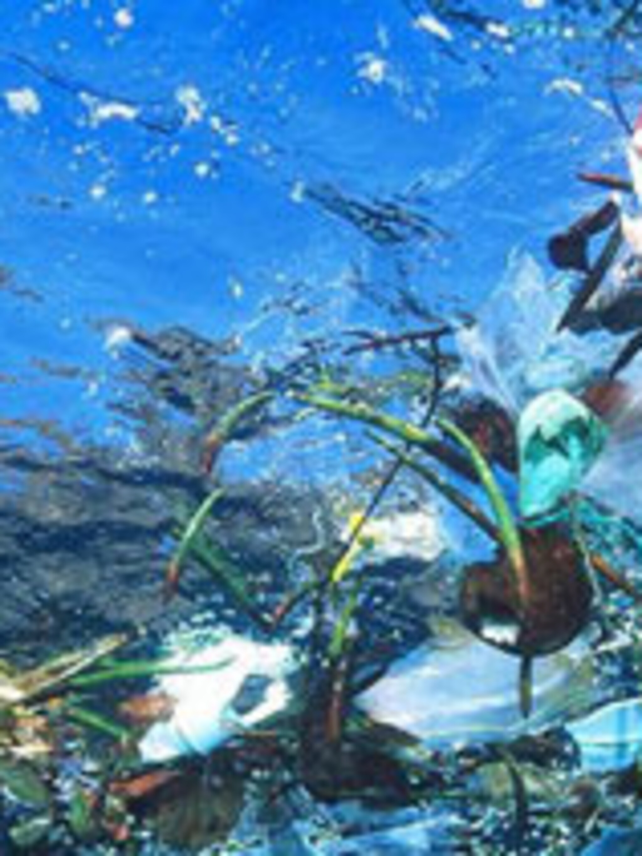 plastic soup foundation
