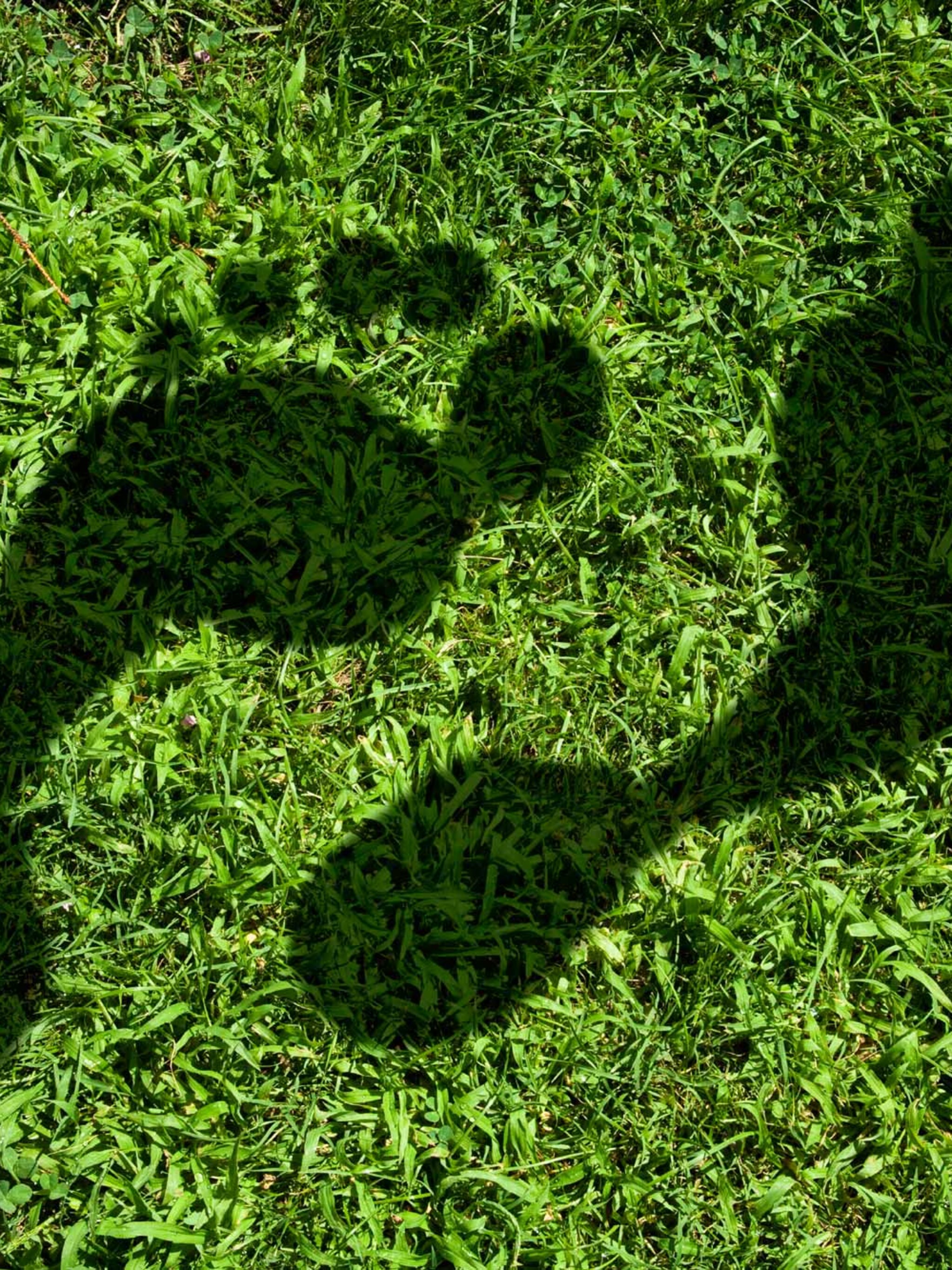 zo bereken je jouw ecologische voetafdruk