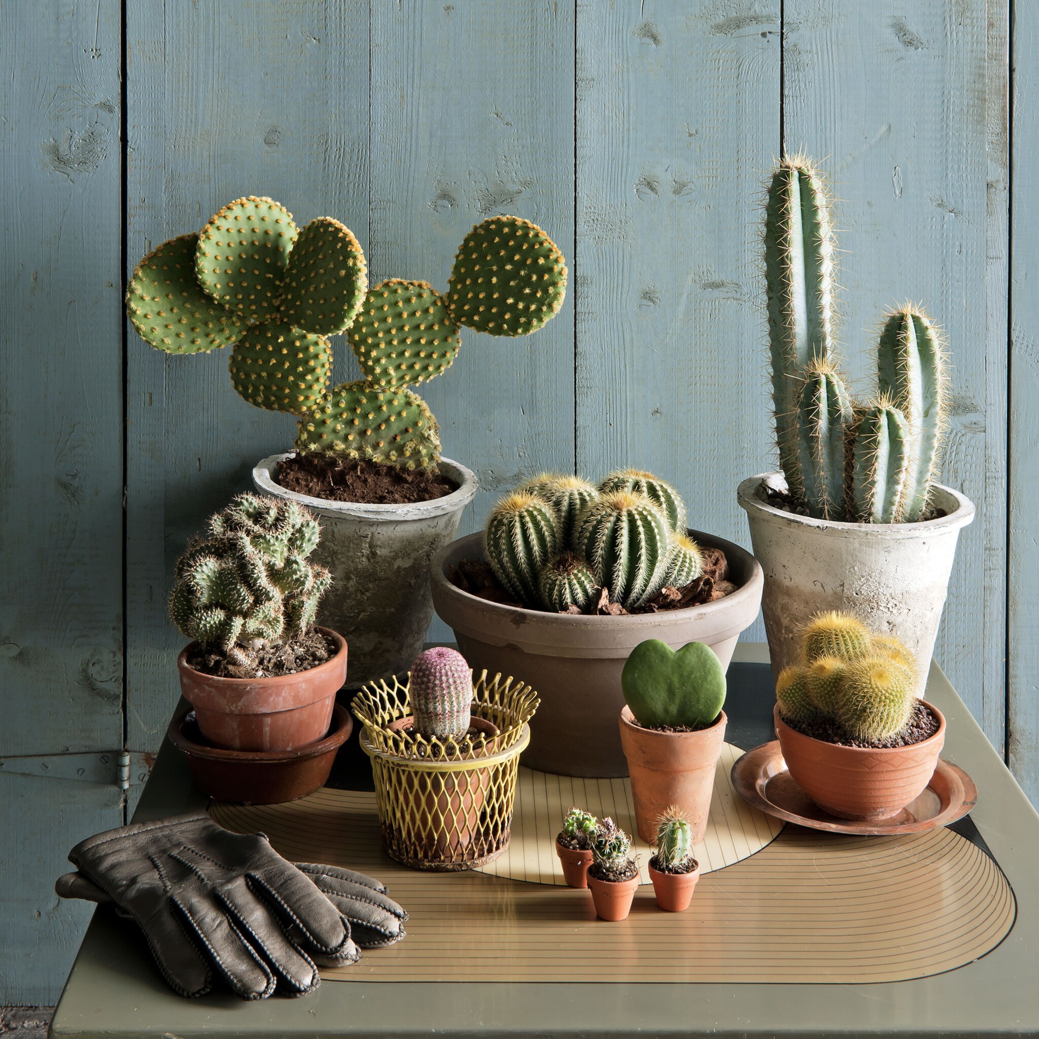 wat doen we met de cactus