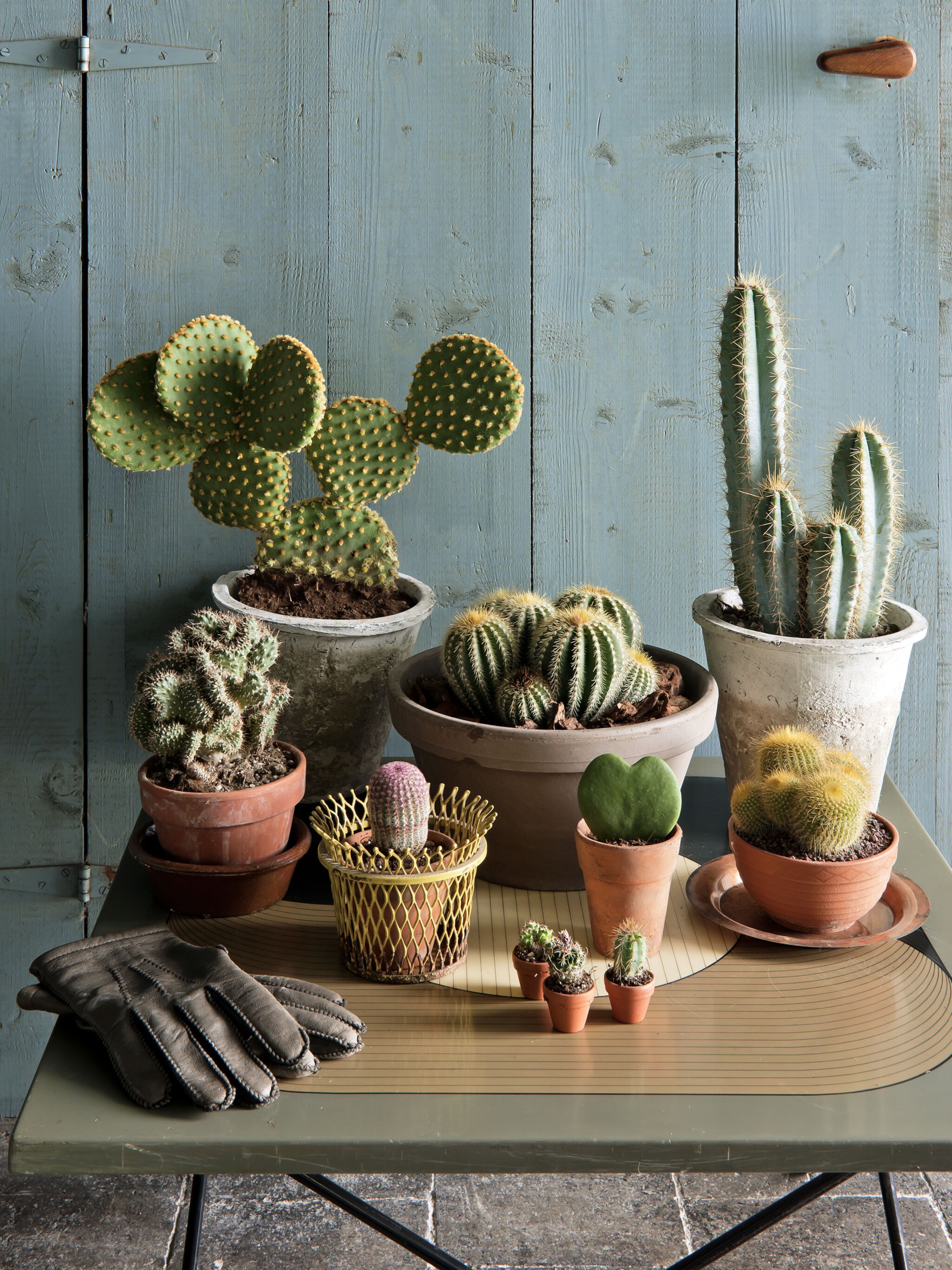wat doen we met de cactus