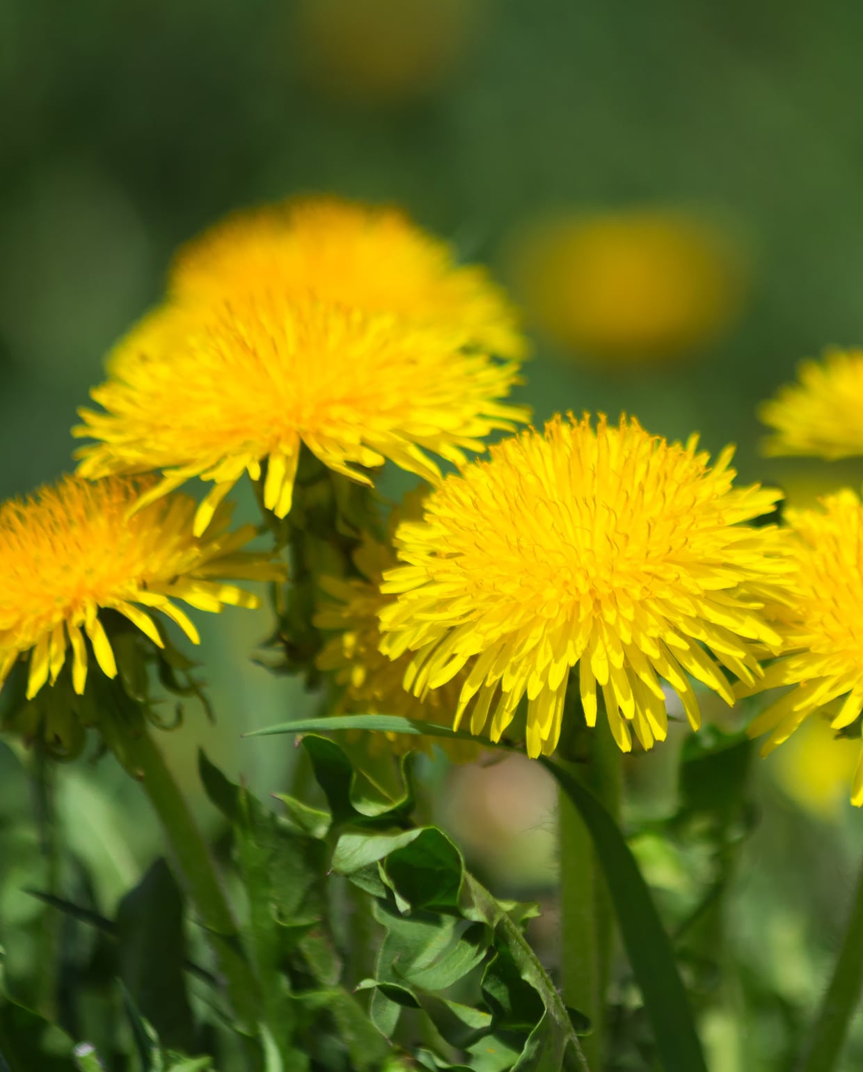 Een paardenbloem is een hardnekkige tuinbewoner.