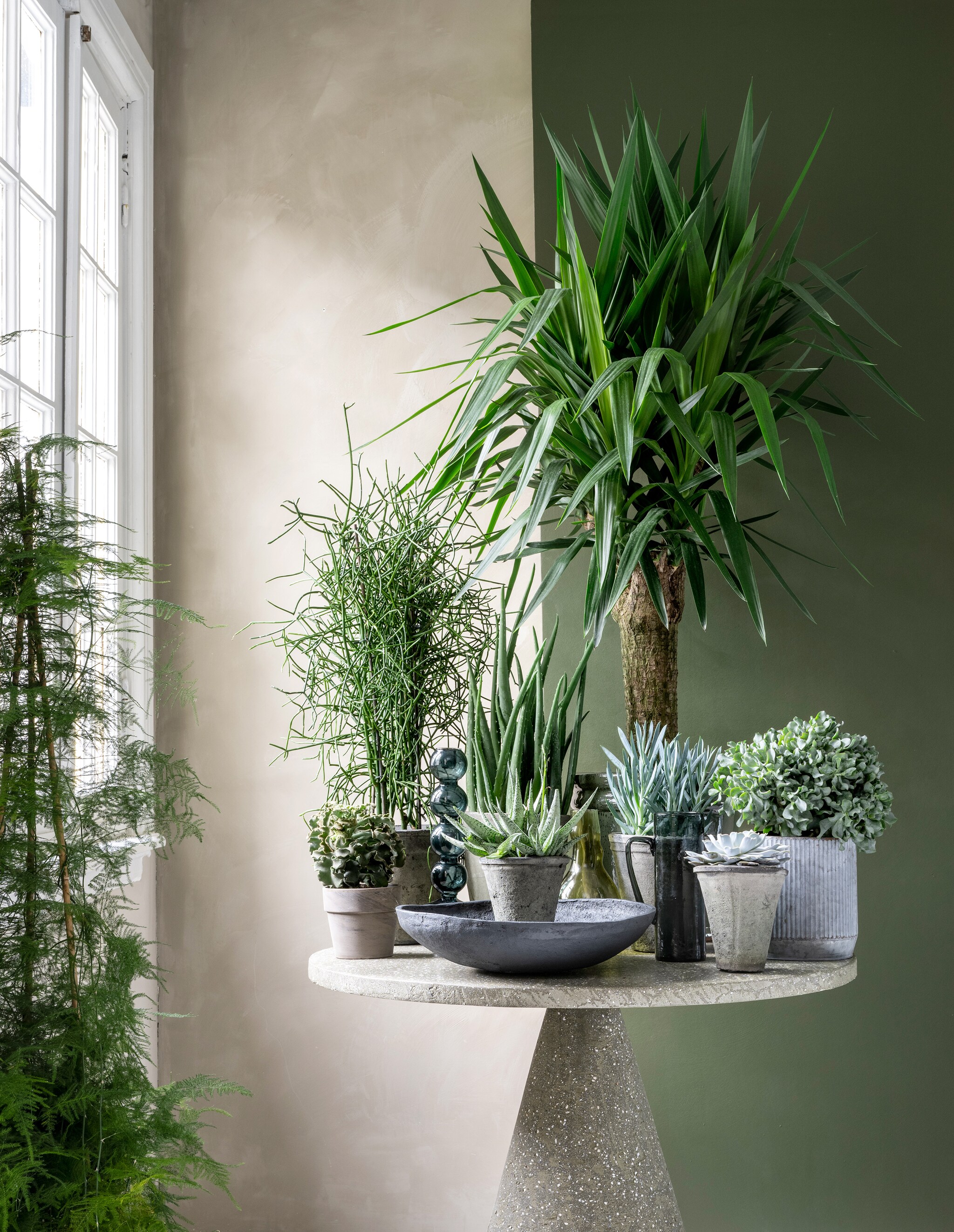 vtwonen 03 2023, groen | Planten en potten op tafel v.l.n.r.: vetplant € 6,95, pot € 4,95, potloodplant € 39,95, pot € 34,95, plant Aloë Vera € 29,95, pot € 34,95, plant vooraan Haworthia Pentagona € 10,95, plant Yucca XXL € 195,-, pot € 100,-, plant voor Yukka Senecio curio € 9,95, pot € 49,95 (loods5.nl), plant Echeveria € 9,95, pot € 9,95, plant Crassula € 24,95, pot € 17,95,  plant bij het raam Asparagus € 39,95 (bydennis.nl). Lichtgroene muurverf Fresco in Sand Storm, 1 liter € 57,75 (pure-original.com). Donkergroene muurverf in nr. 76 van Lab Paint, 1 liter € 48,- (vestingh.nl). Microcement tafel, 100x75 cm (Øxh) € 1799,- (lanena-home.com). Glazen kandelaar € 39,95, glazen kan € 90,80, zwarte papier-maché schaal € 69,95 (urbannatureculture.com). vtwonen 03 2023 | styling Marianne Luning | fotografie Stan Koolen