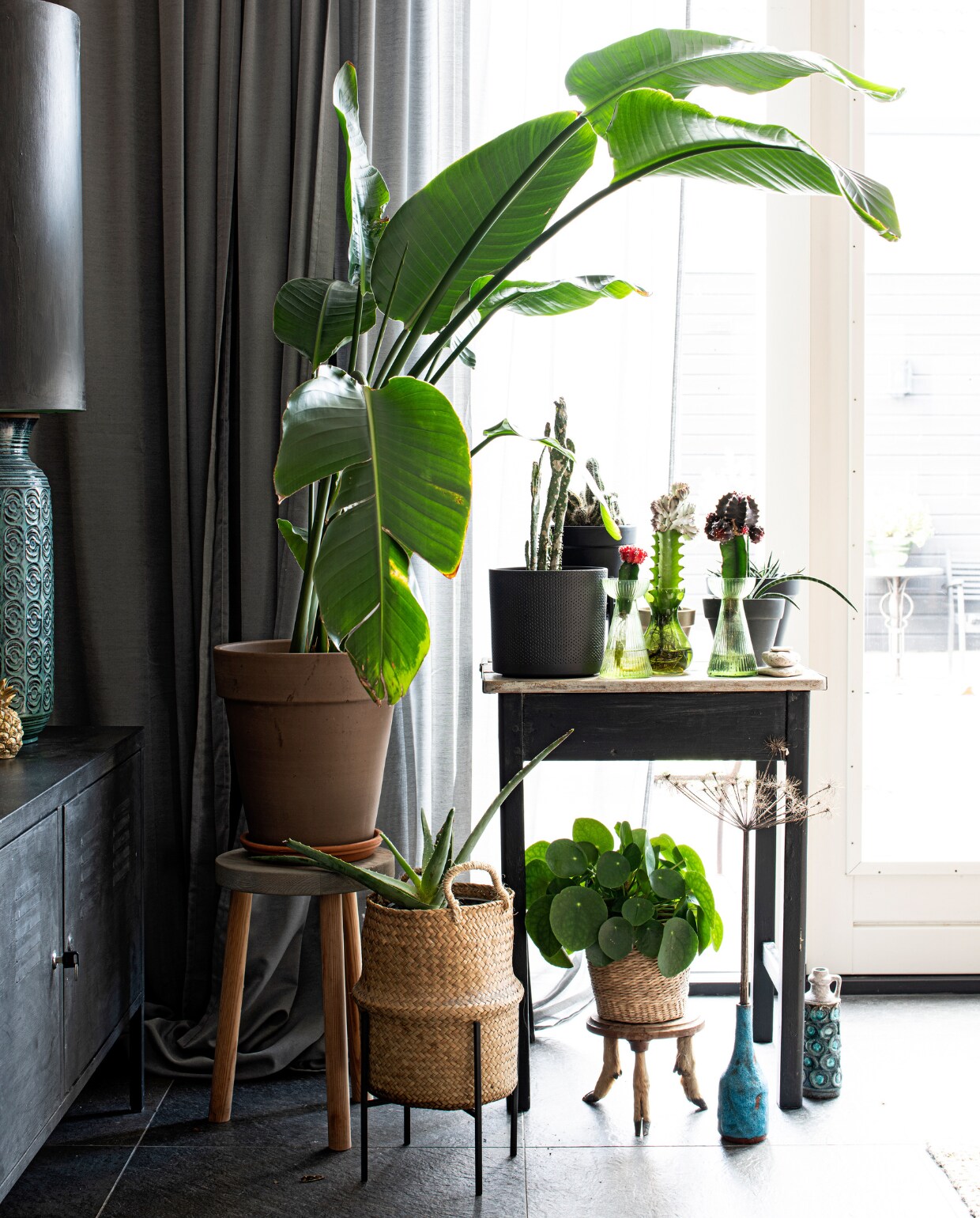 Gordijnen Ikea, kast Ikea geverfd met verf Graphite Chalk Paint van Annie Sloan, lampenvoet vintage, tafel met diverse planten kringloop, pannenkoekplant op driepoot, vaas blauw met bereklauw, vintage kan rommelmarkt. Overig onbekend. vtwonen 01-2023 | Productie Inside Homepage | Fotografie Louis Lemaire | Styling Anja Bas Backer