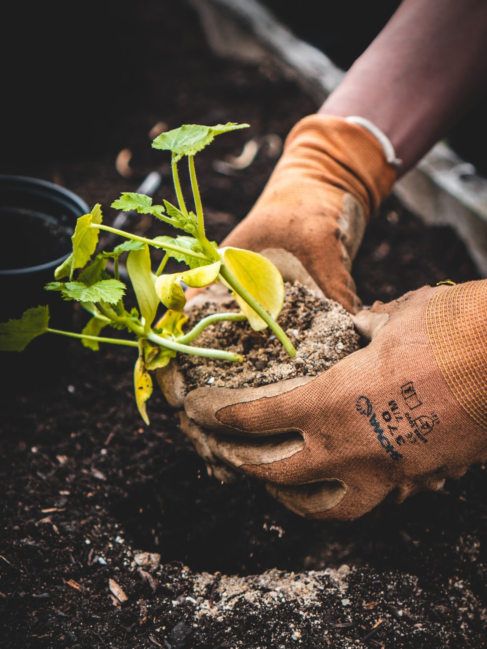 een-tuin-vol-favorieten-zo-kun-je-vaste-planten-stekken