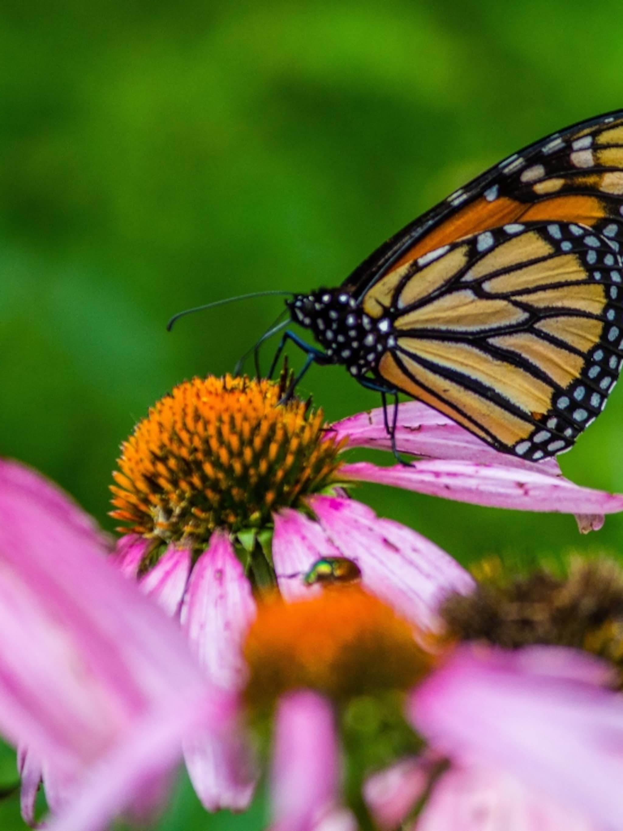 met-deze-planten-lok-je-vlinders-naar-de-tuin