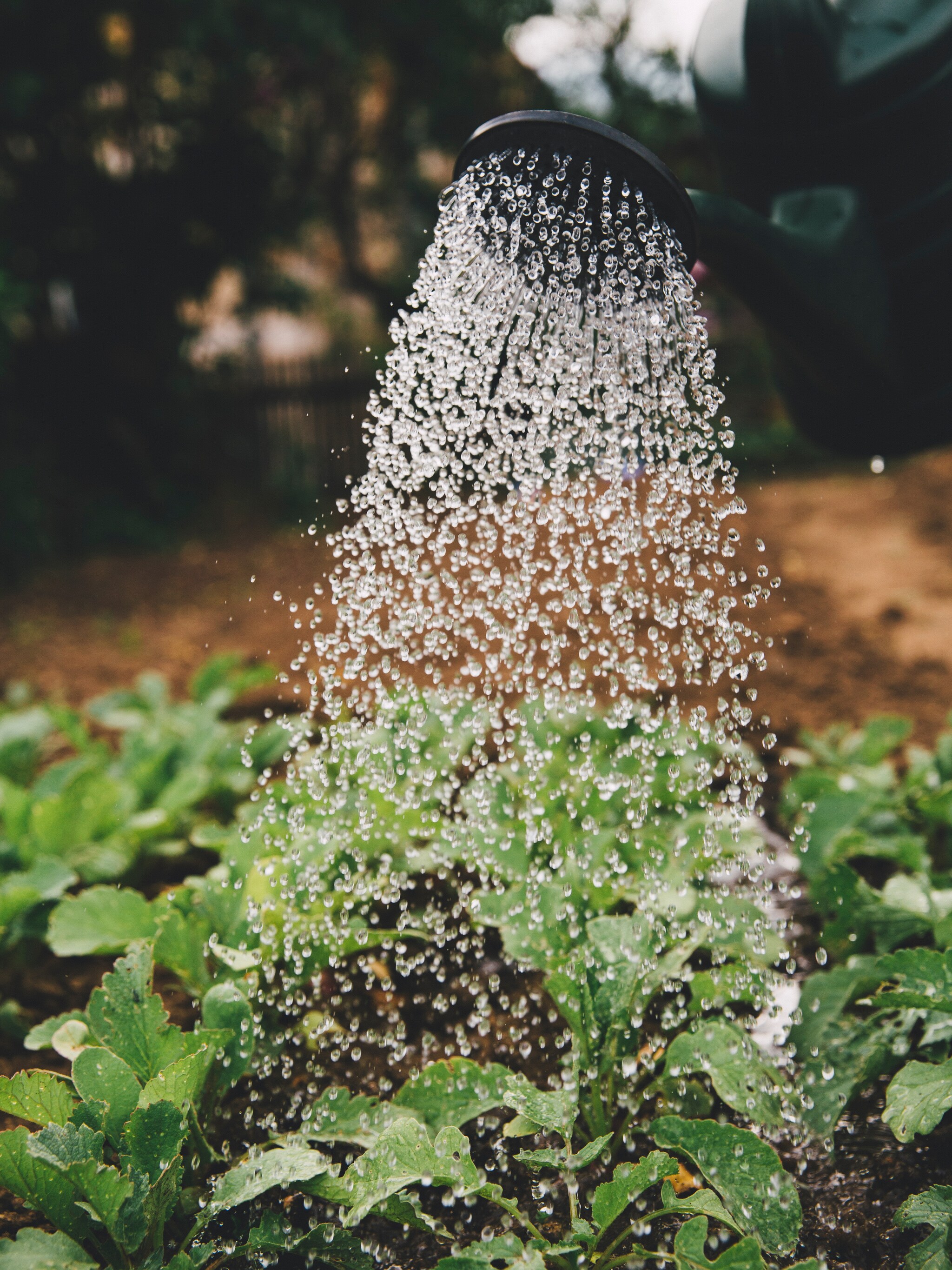 de slimste en zuinigste manieren om planten in de tuin water te geven