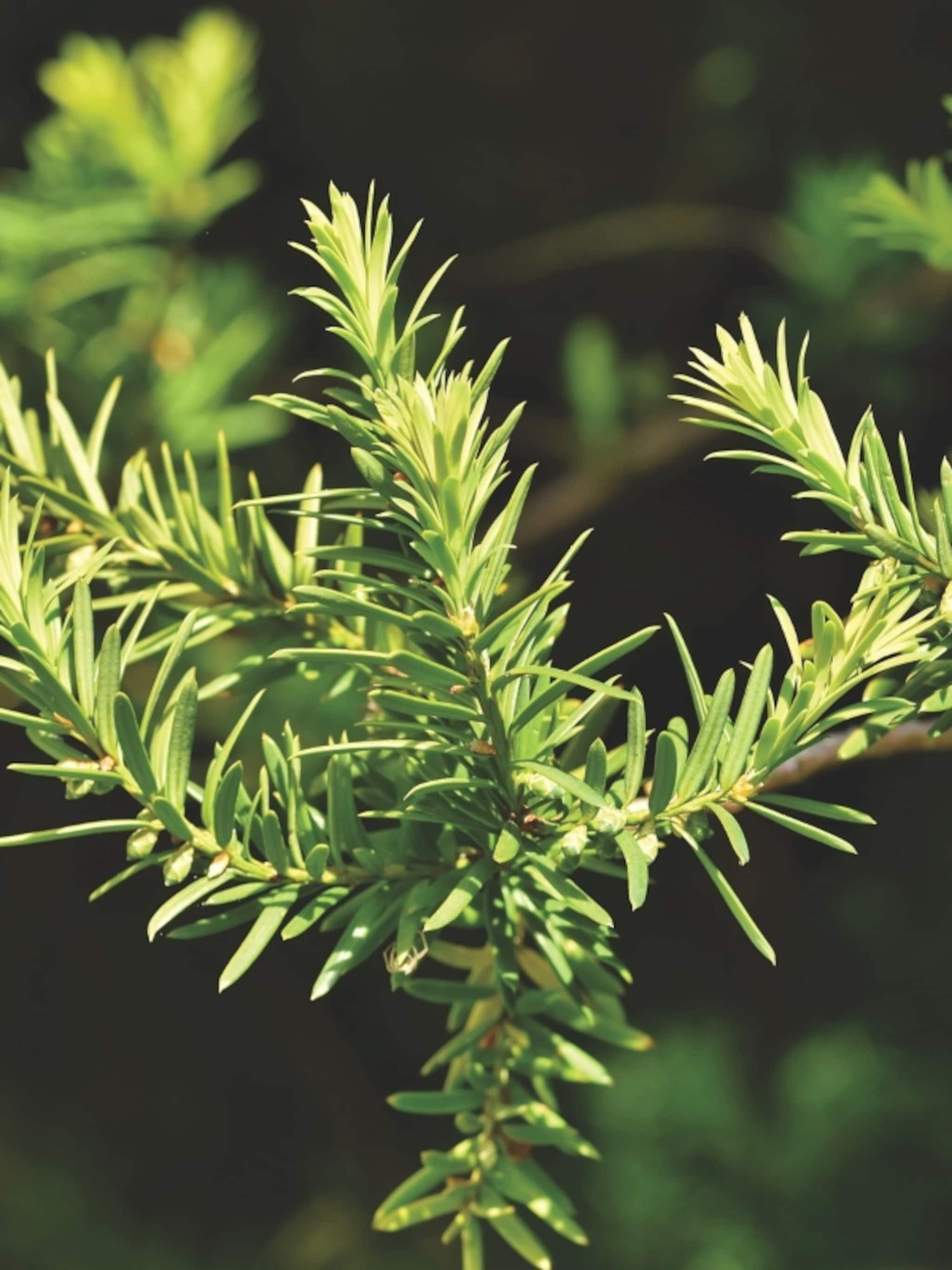 hele jaar door een groene haag dit is de beste tijd om een taxus te planten