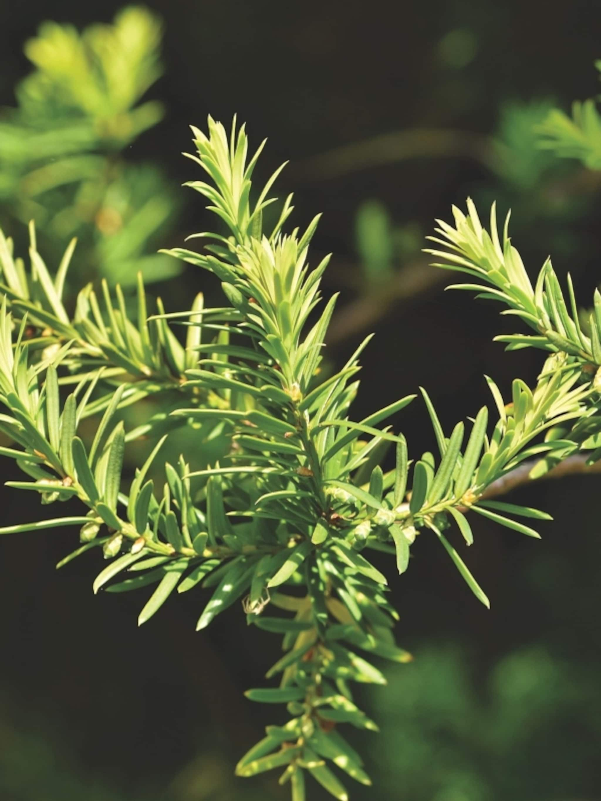 hele-jaar-door-een-groene-haag-dit-is-de-beste-tijd-om-een-taxus-te-planten