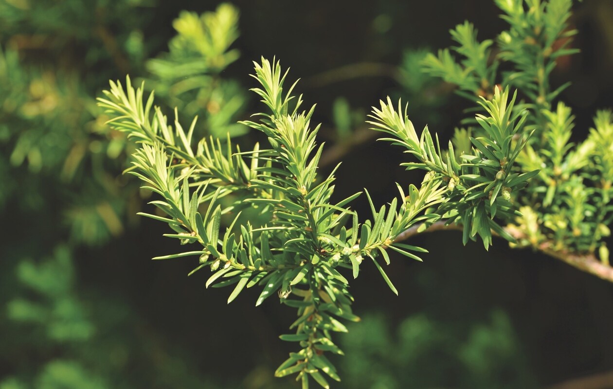 Taxushaag planten Pixabay