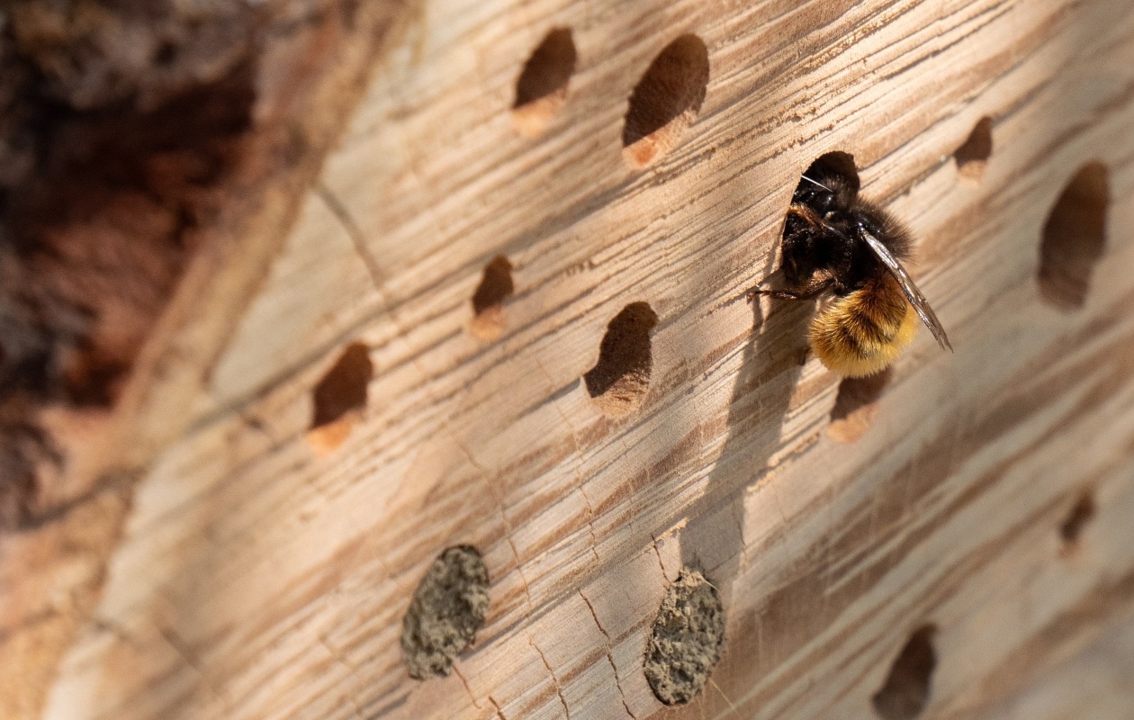Bijenhotel of insectenhotel maken Pixabay