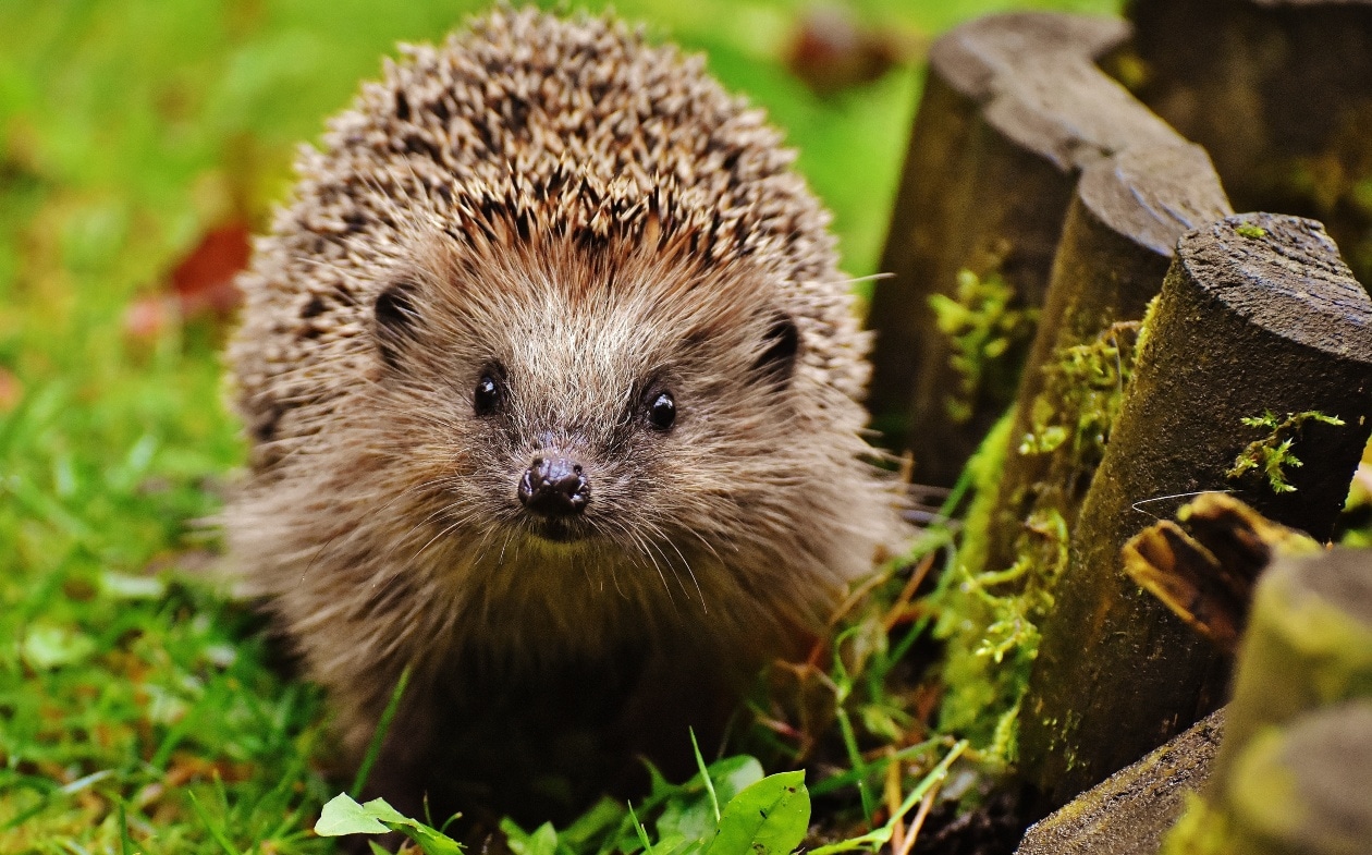 Egels in de tuin Unsplash