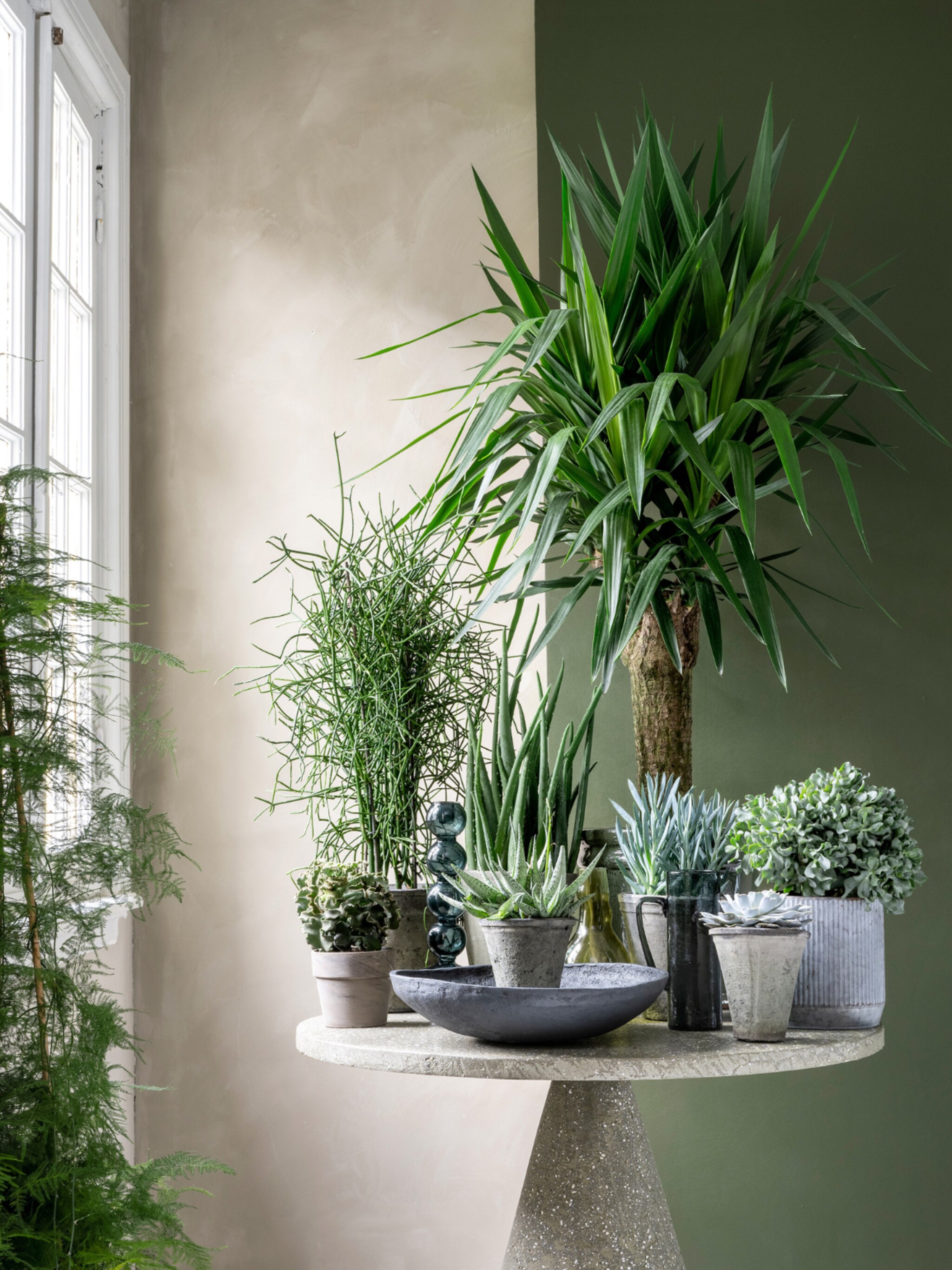 deze 6 planten hebben weinig water nodig