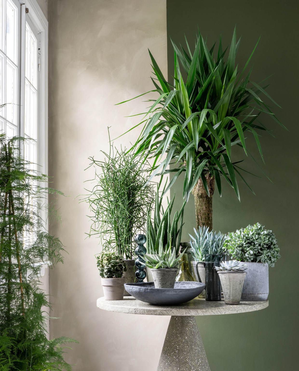 vtwonen 03 2023 | Planten en potten op tafel v.l.n.r.: vetplant € 6,95, pot € 4,95, potloodplant € 39,95, pot € 34,95, plant Aloë Vera € 29,95, pot € 34,95, plant vooraan Haworthia Pentagona € 10,95, plant Yucca XXL € 195,-, pot € 100,-, plant voor Yukka Senecio curio € 9,95, pot € 49,95 (loods5), plant Echeveria € 9,95, pot € 9,95, plant Crassula € 24,95, pot € 17,95, plant bij het raam Asparagus € 39,95 (bydennis). Lichtgroene muurverf Fresco in Sand Storm, 1 liter € 57,75 (pure-original.com). Donkergroene muurverf in nr. 76 van Lab Paint, 1 liter € 48,- (vestingh). Microcement tafel, 100x75 cm (Øxh) € 1799,- (lanena-home.com). Glazen kandelaar € 39,95, glazen kan € 90,80, zwarte papier-maché schaal € 69,95 (urbannatureculture.com). vtwonen 03 2023 | styling Marianne Luning | fotografie Stan Koolen
