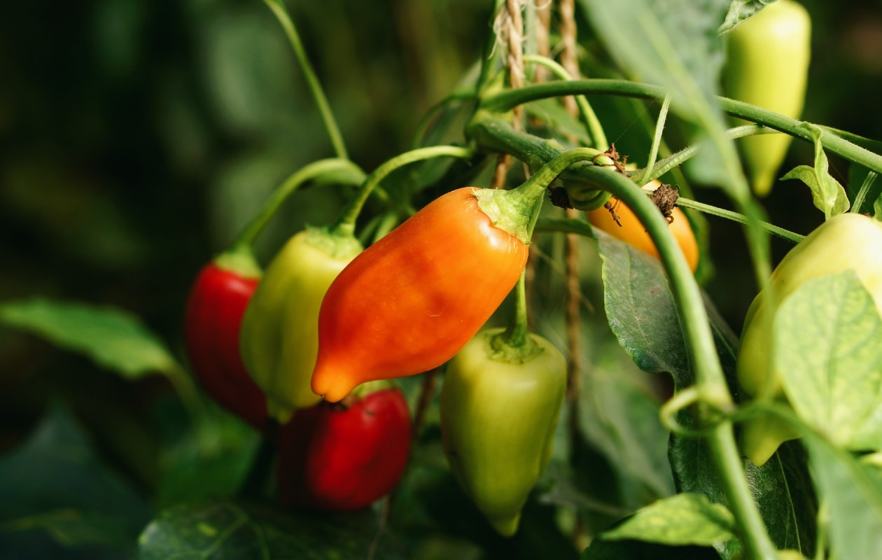 peper plant kweken Unsplash