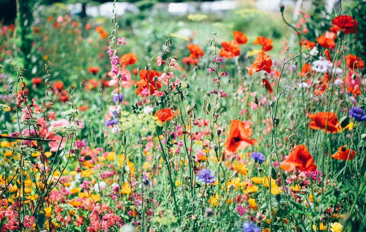 bloemenweide zaaien Unsplash