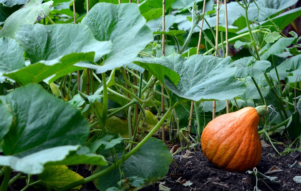 Pompoen kweken in eigen tuin: zo makkelijk is het | vtwonen
