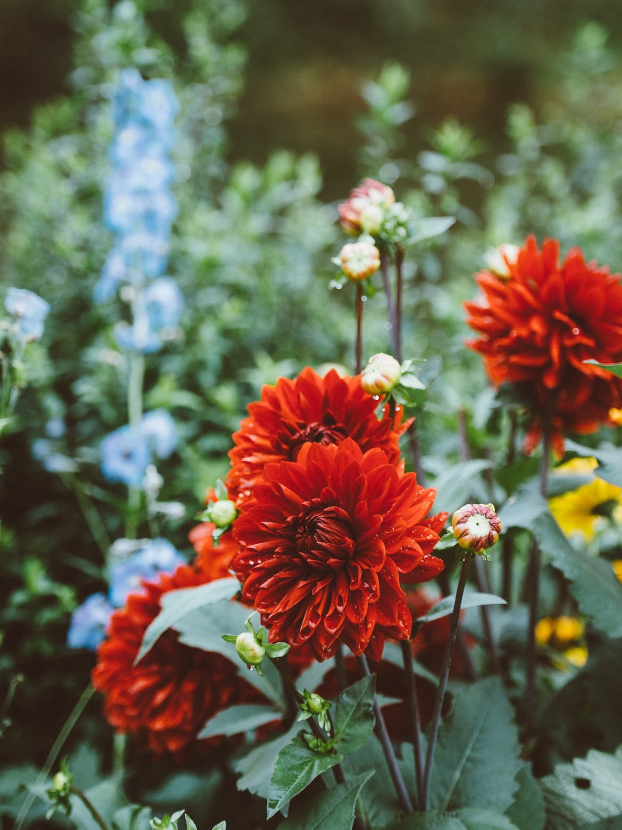 een beplantingsplan maken voor de tuin goed plan