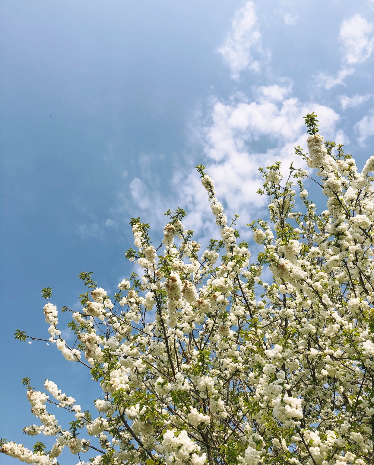 Witte bloesem Unsplash