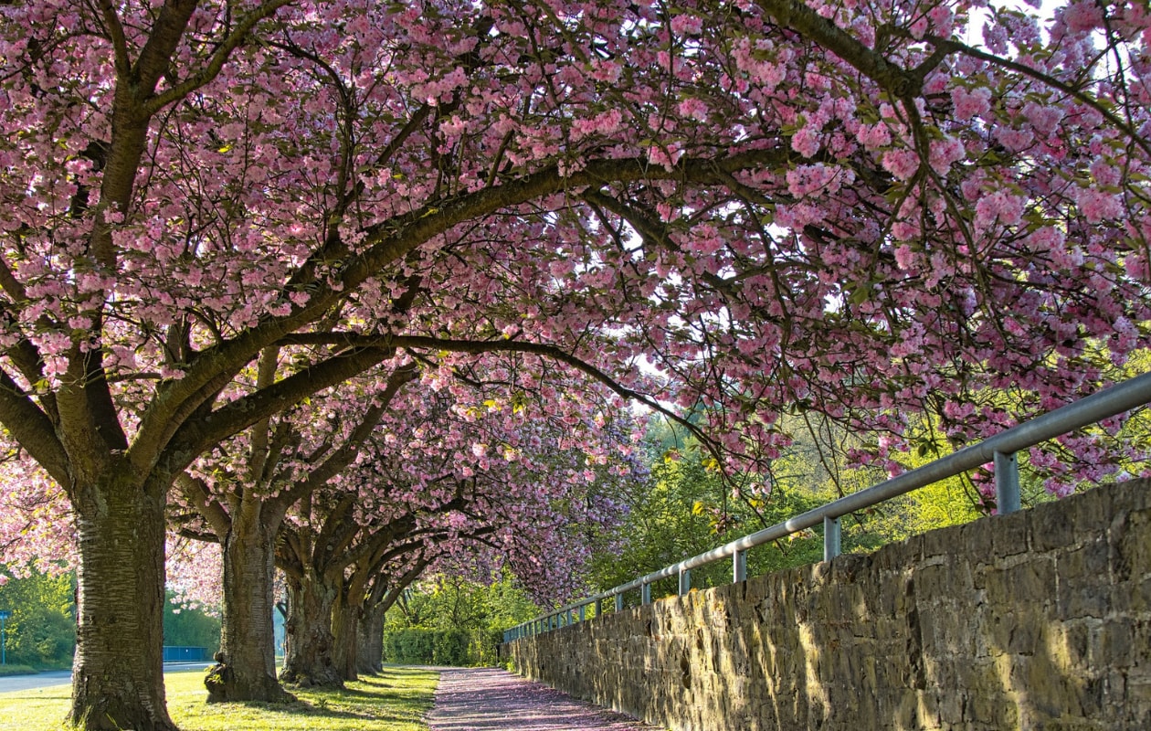 Kersenbloesem pixabay.com