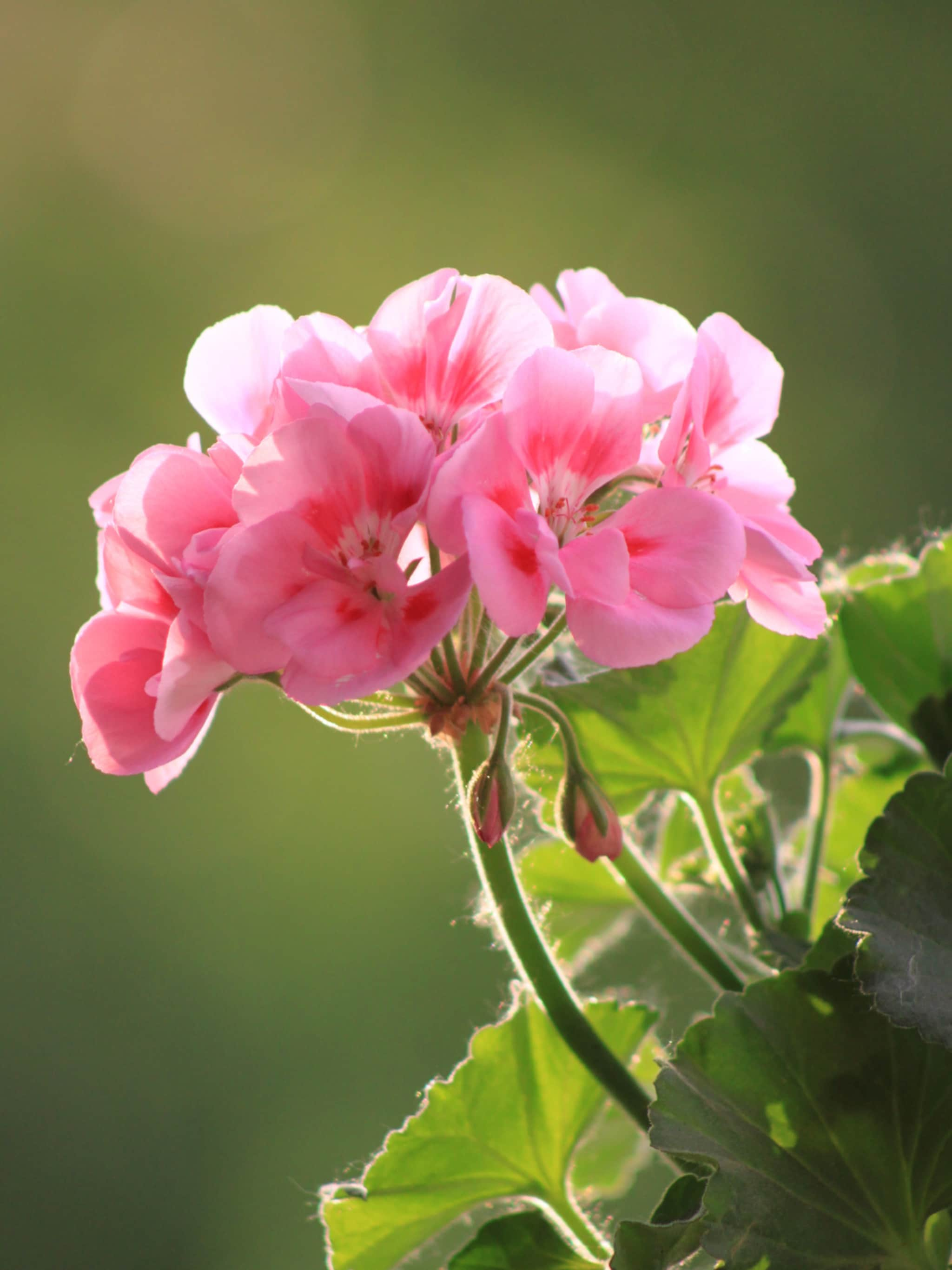 een-tuin-vol-kleur-dit-zijn-de-mooiste-langbloeiers