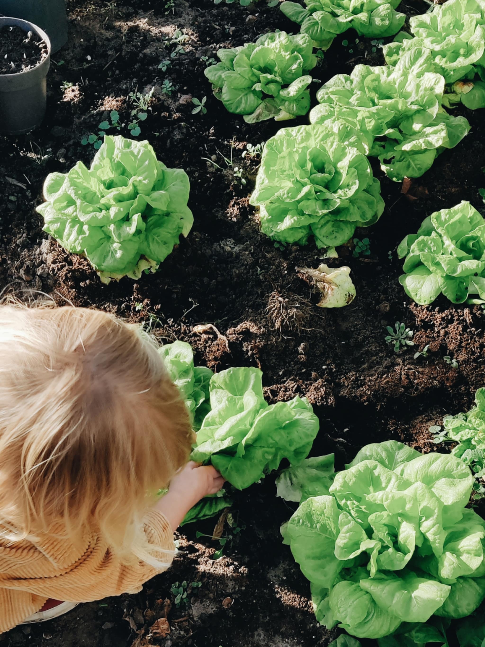 het hele jaar sla uit eigen tuin alles over zelf sla zaaien kweken en oogsten