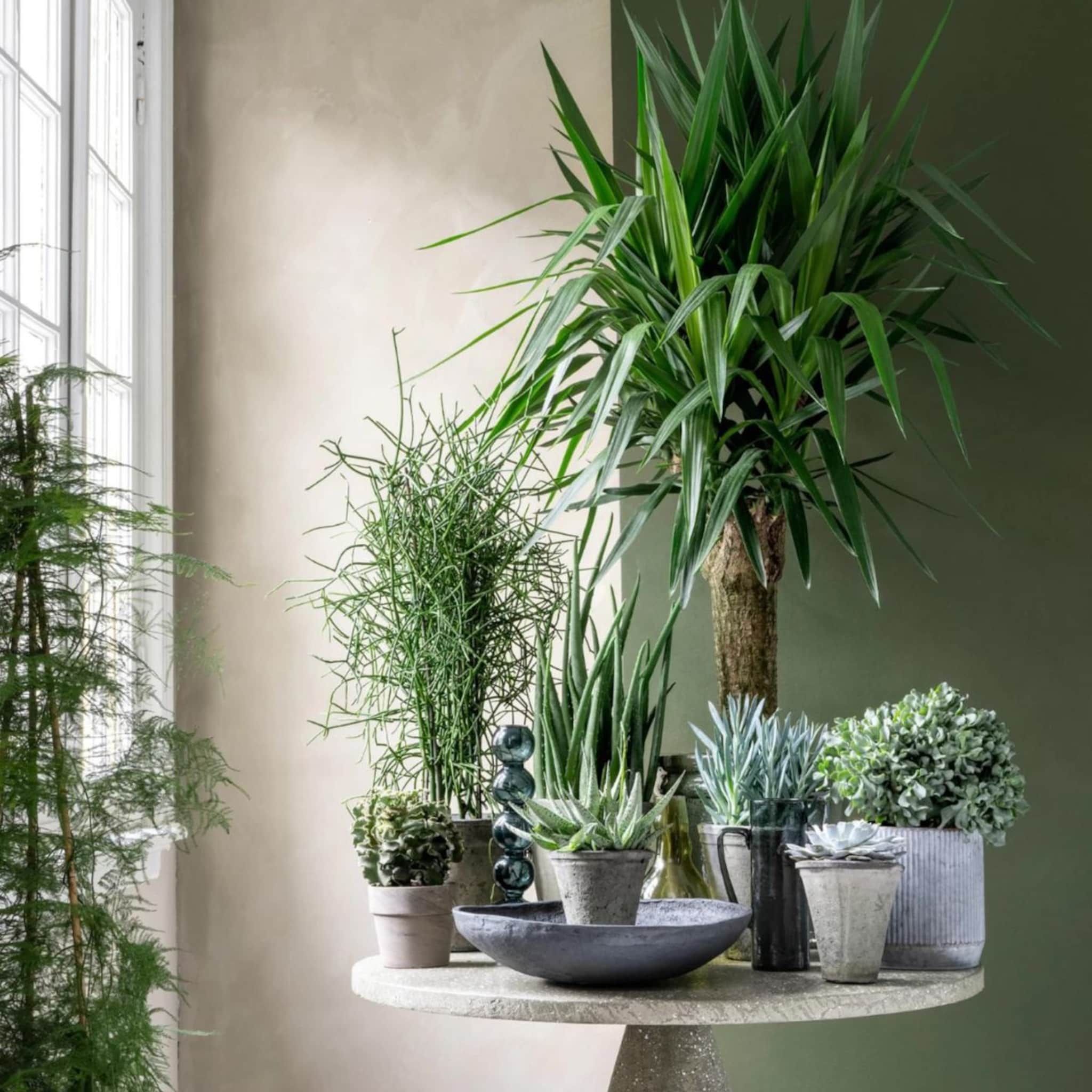 linkinbio - 20230329 - 6 planten weinig water