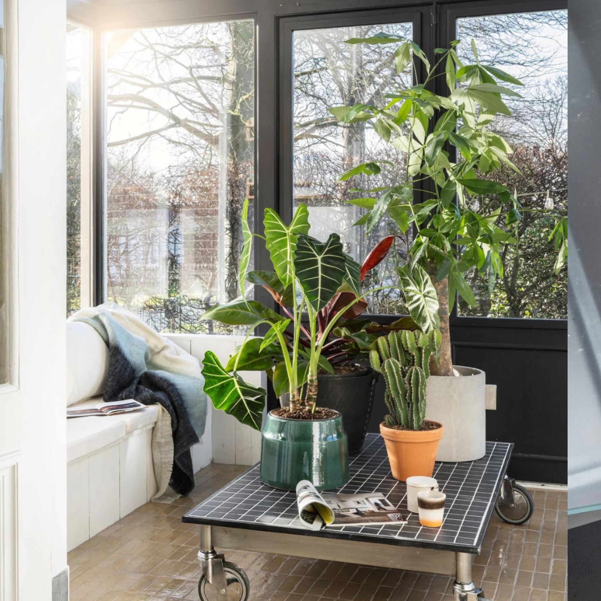 linkinbio - 20230402 - tweedekans salontafel plantentafel