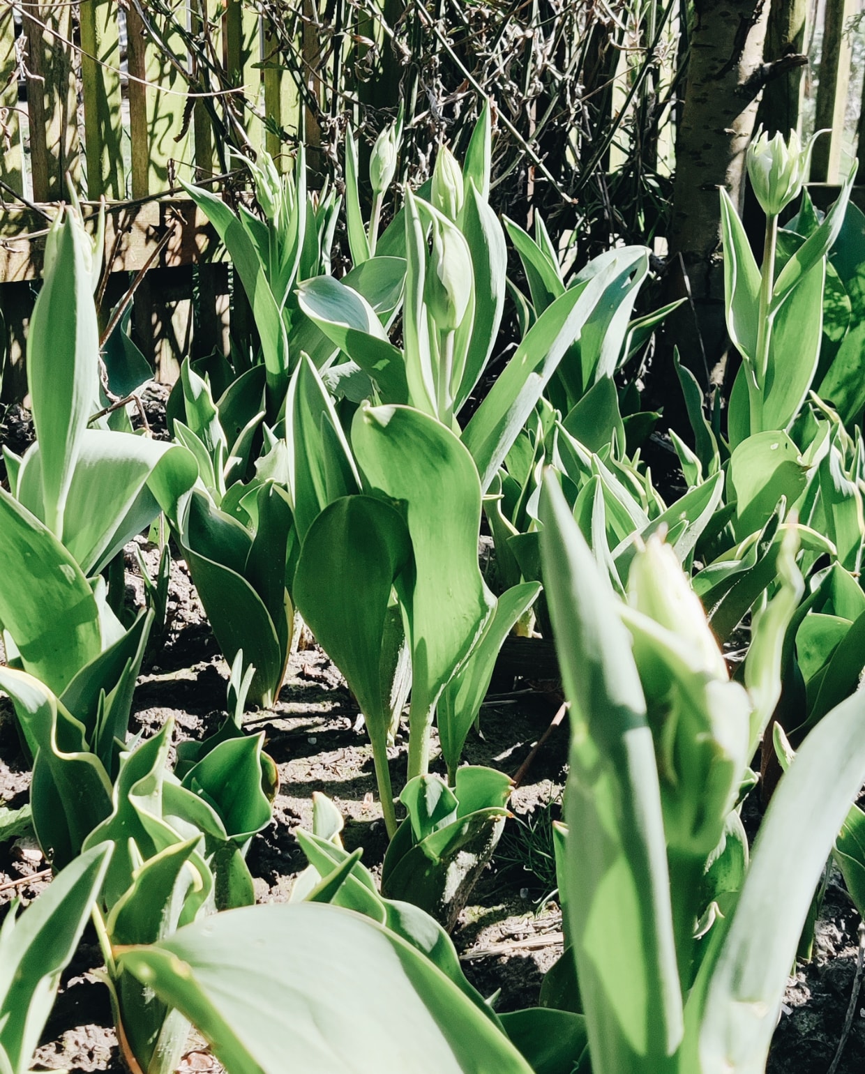 'Bloeien de tulpen bij jullie al? Hier is het aftellen hoor, tot de tulpen en de pulletjes er zijn.. Bijna weer kleur in de foto's!' Tulpen in de tuin van Vivian Hoebe en Mark Niedorp. Vivian Hoebe en Mark Niedorp