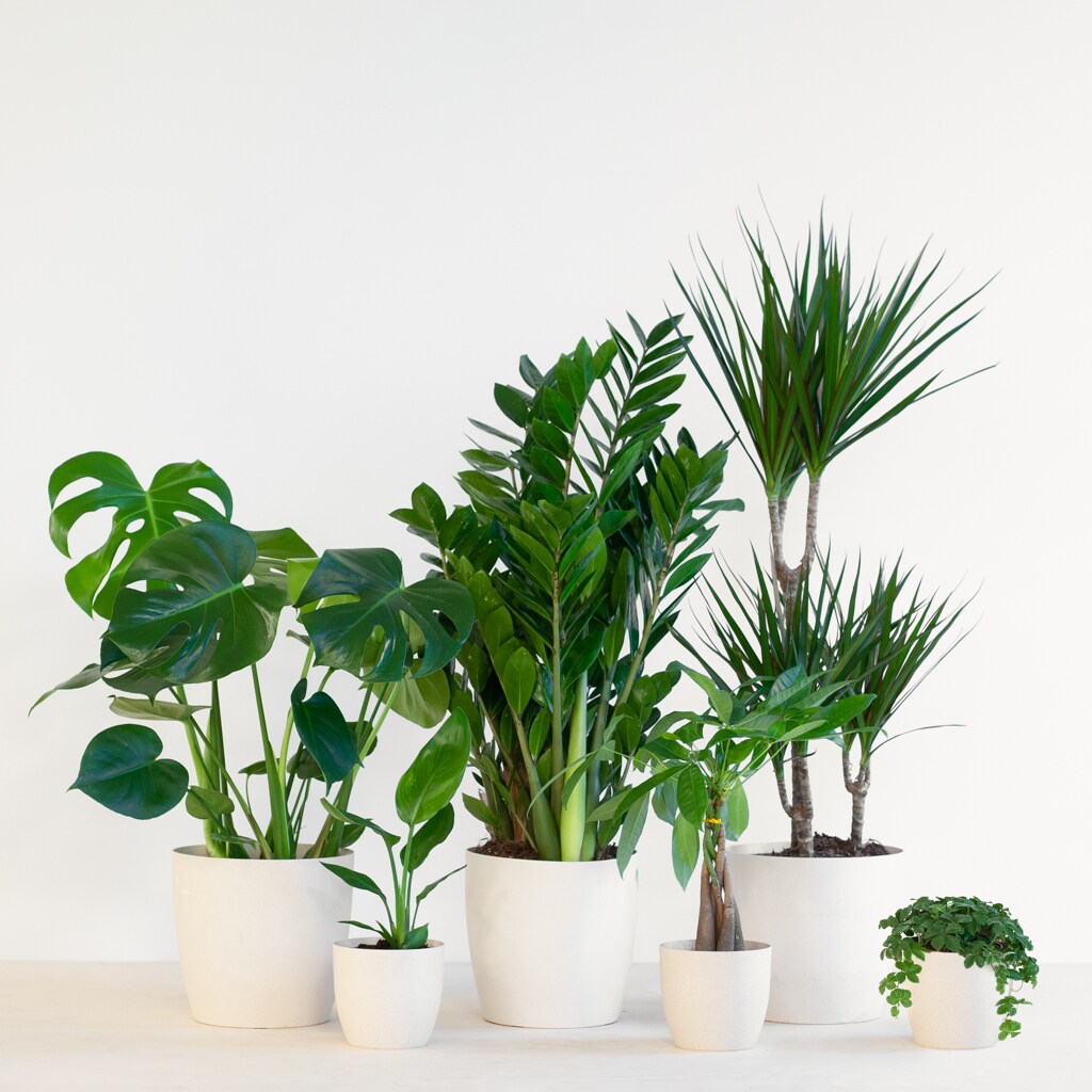 plantje.nl plantje.nl