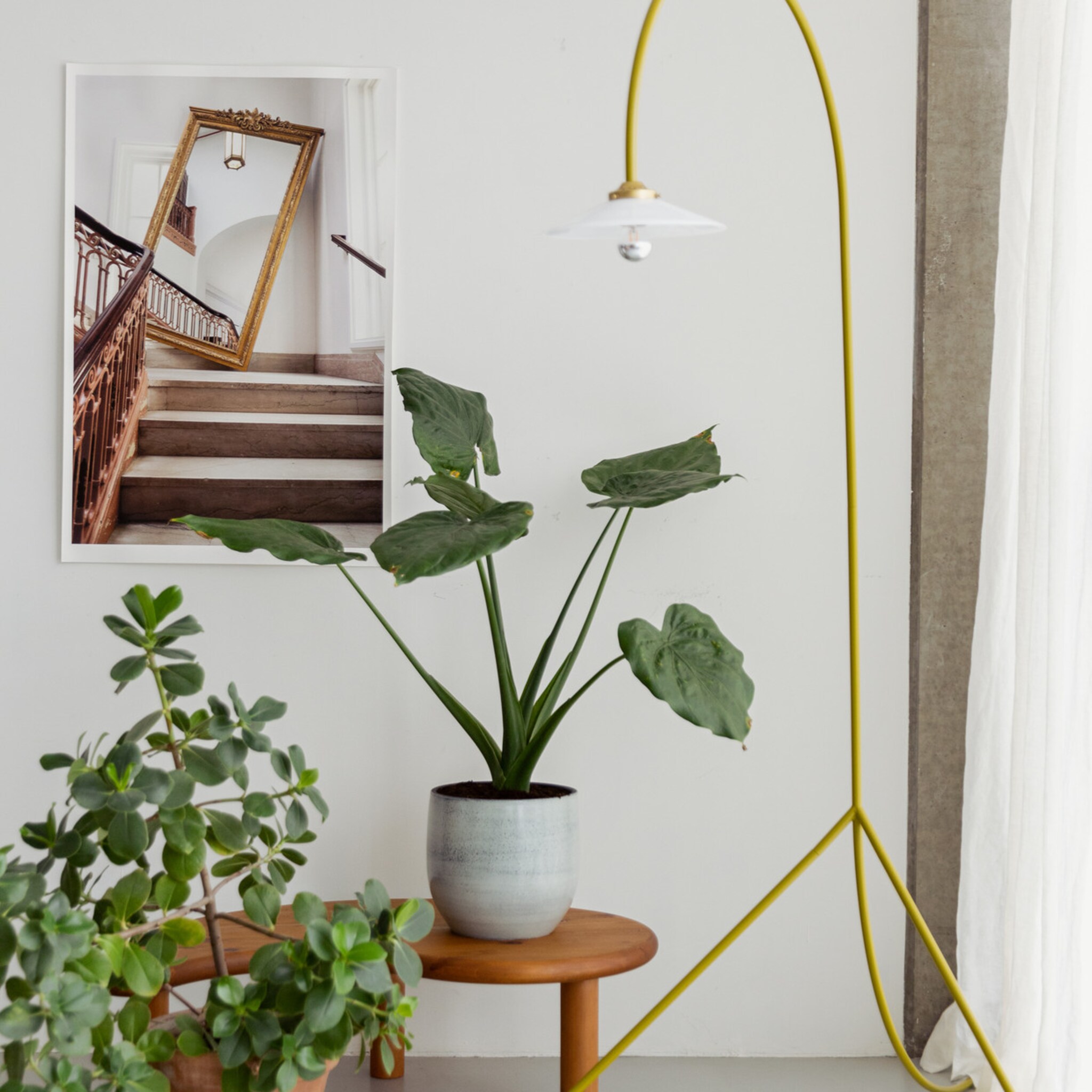 linkinbio - 20230417 - kamerplanten te veel water