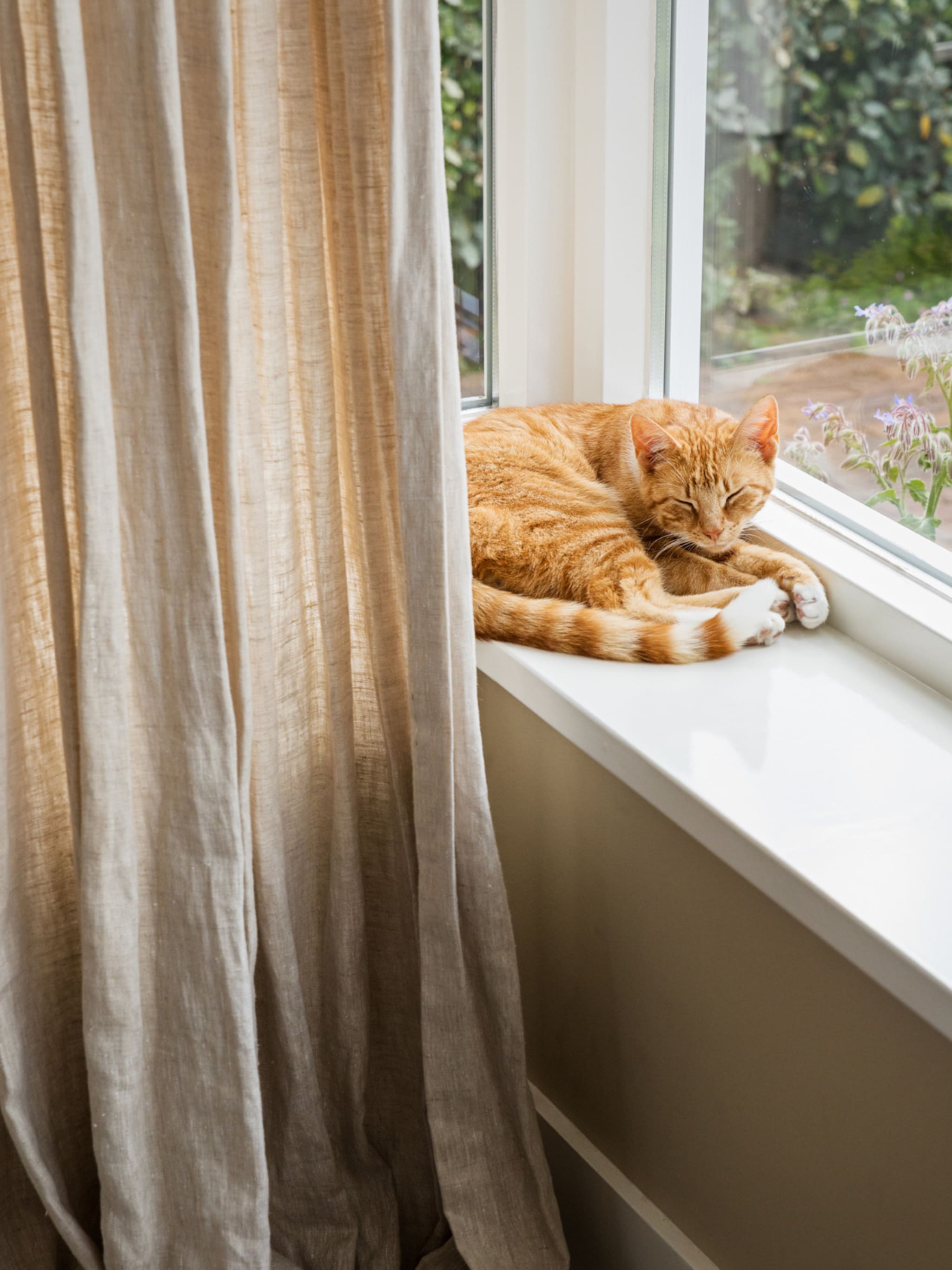 deze bloemen zijn giftig voor katten