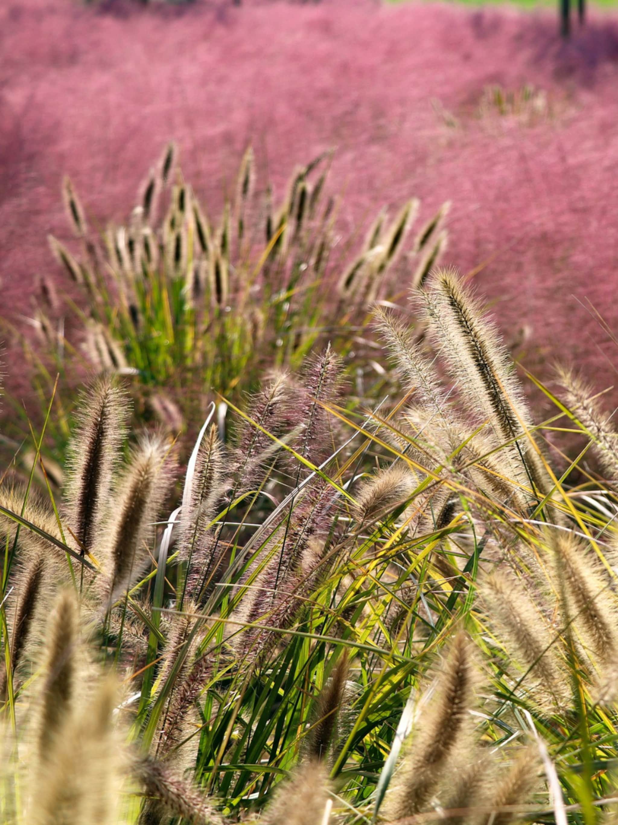 shop de beplanting een leefbaar en sfeervol verlengstuk van het huis