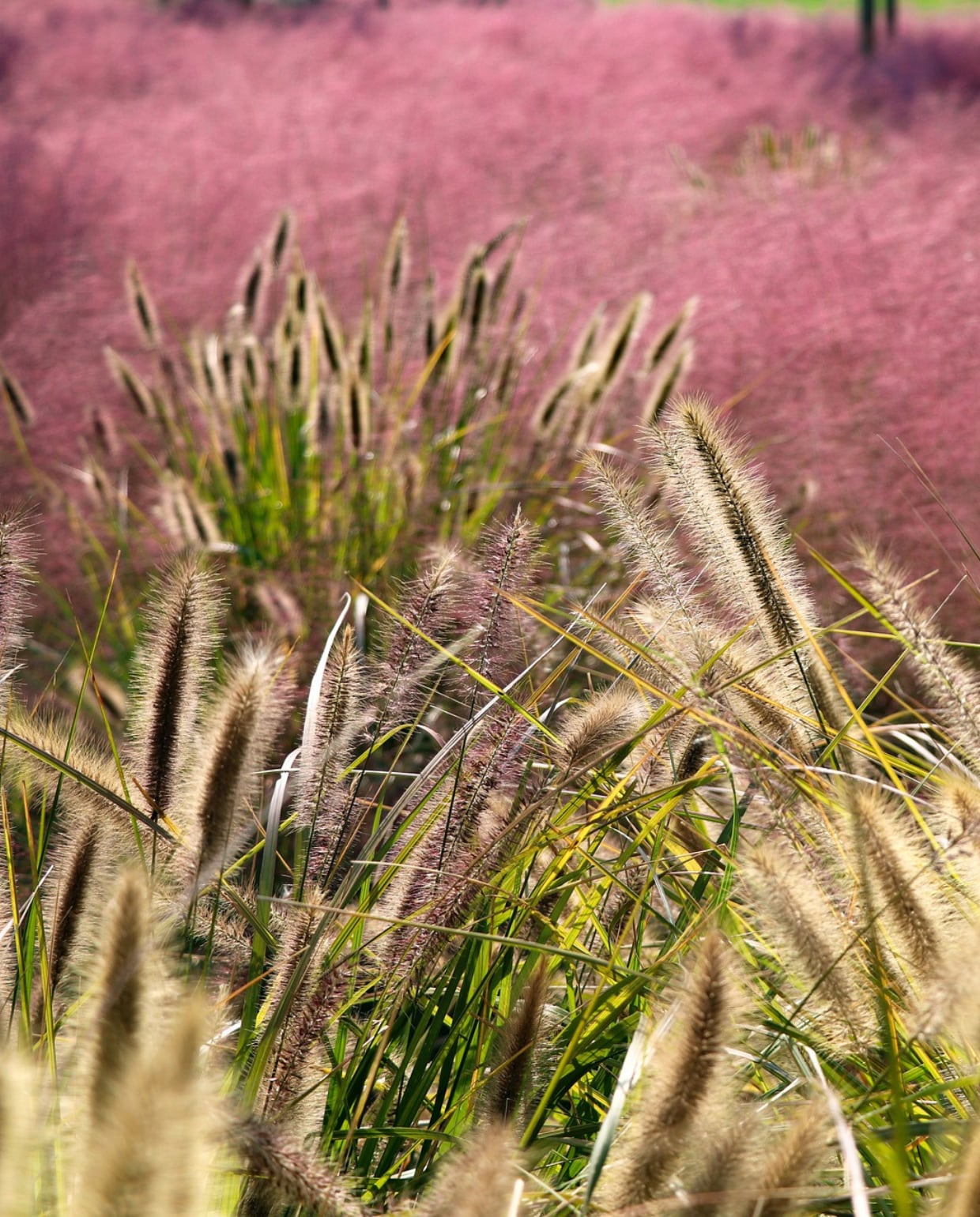 Lampenpoetsersgras pixabay.com