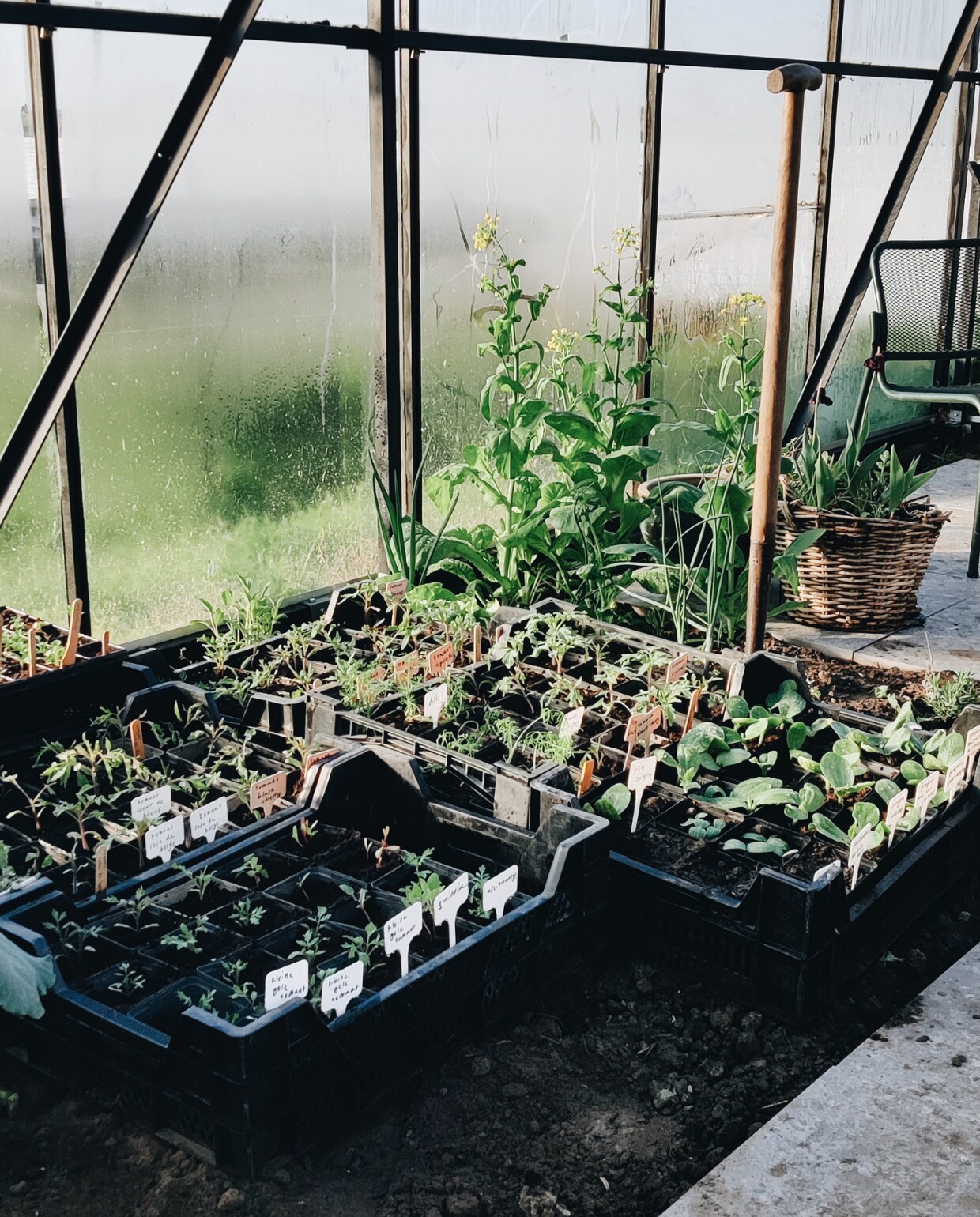 Moestuin in de kas van Vivian en Mark. Vivian Hoebe en Mark Mulder