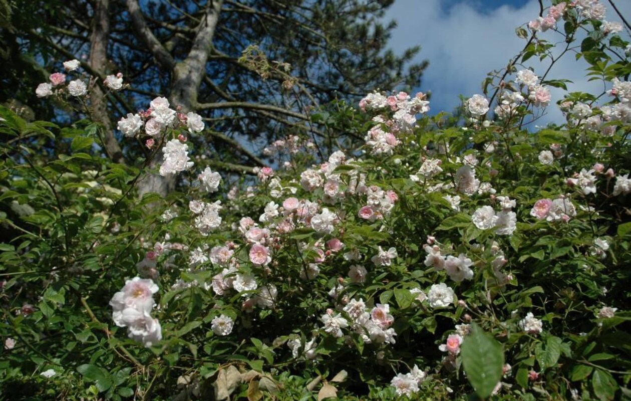 Klimroos, de Himalayan Musk belle-epoque.nl
