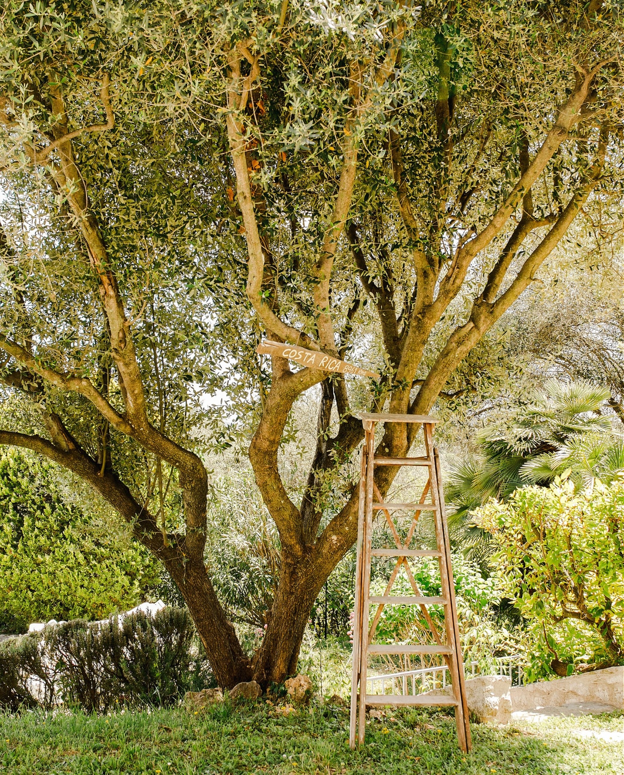 Mathilde maakt olie van eigen olijfoogst; in de tuin stonden twaalf olijfbomen van meer dan honderd jaar oud. vtwonen special binnenkijken 171-2022 | productie The Sisters Agency | styling en fotografie Marta Puglia