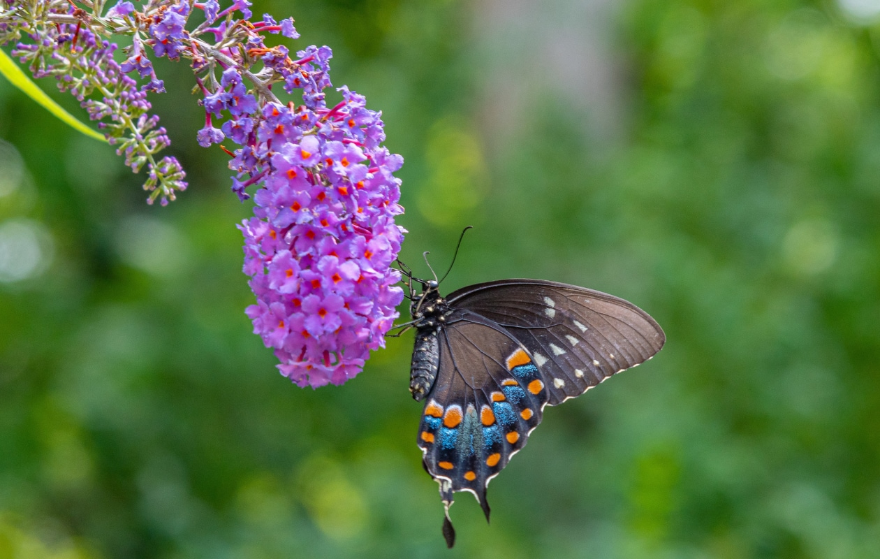Vlinderstruik. Melissa Burovac, Unsplash