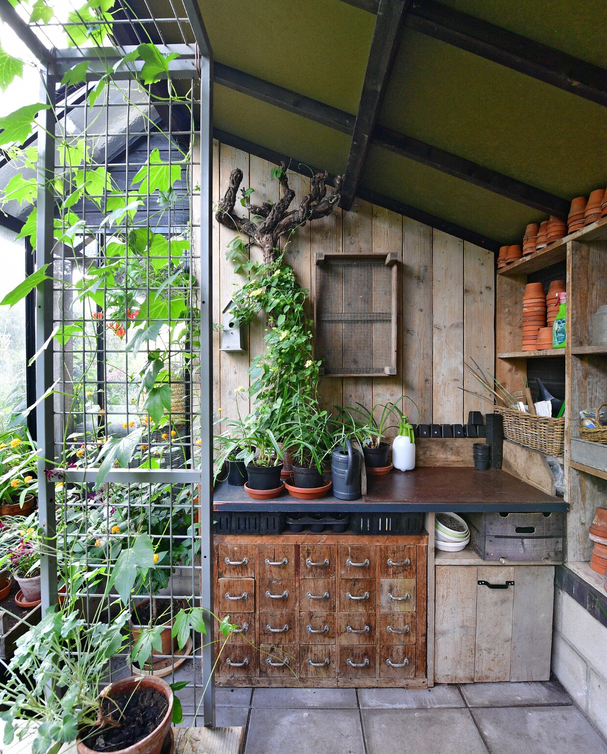 In de antieke spijkerkast bewaart Jan hand-schoenen, touw, binddraad, etiketten, stiften, scharen en kniptangetjes. De plant op de voorgrond is een geranium Pelargonium sidoides. Naast de kast een grote steigerhouten la op wieltjes. Tegen de muur een oude wijnrank en een oude bollenbak met gaas in de bodem. Vogelhuisje, gieter en plantensproeier van Intratuin, in de potten Suzanne met de mooie ogen. De terracottapotten scoorde Jan op Marktplaats. vtwonen special tuin 04 | fotografie Sietske de Vries | styling Ina ter Haar