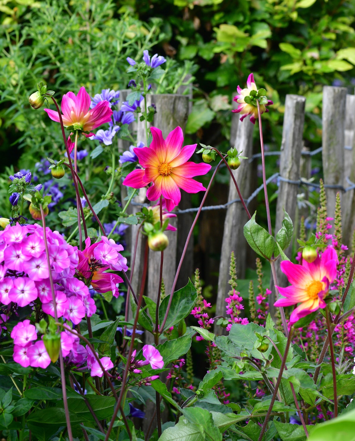 Dahlia 'Bright Eyes', phlox Famous light purple, Malva sylvestris 'Blue Fountain', Lythrum salicaria 'Robert'. vtwonen special Tuin 04 | fotografie Sietske de Vries | styling Ina ter Haar
