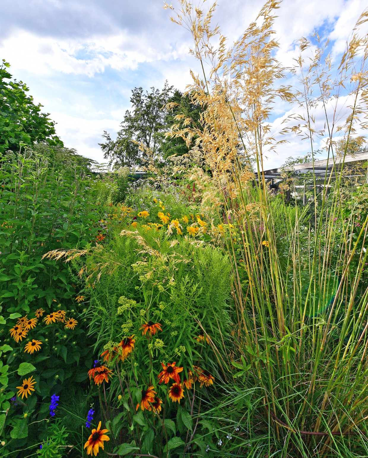 In het middengedeelte van de tuin Ina’s trots: de Dutch wave, geïnspireerd op Piet Oudolf. Linksonder: Rudbeckia Goldsturm in geel met daarachter de hoge Rudbeckia Henry Eilers die later tot bloei komt. Middenvoor staat Rudbeckia Hirta. Daarachter een zachtgele guldenroedesoort Solidago Loysder Crown met daarbij nog Patrinia, en gele Helianthus Happy Days. Het gras is Stipa gigantea. vtwonen special tuin 04 | fotografie Sietske de Vries | styling Ina ter Haar