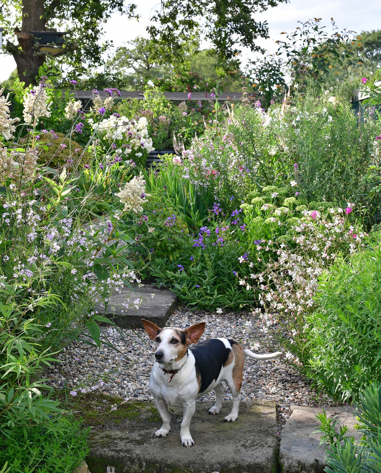 Hond van Jan en Ina: Jet. vtwonen special tuin 04 | fotografie Sietske de Vries | styling Ina ter Haar