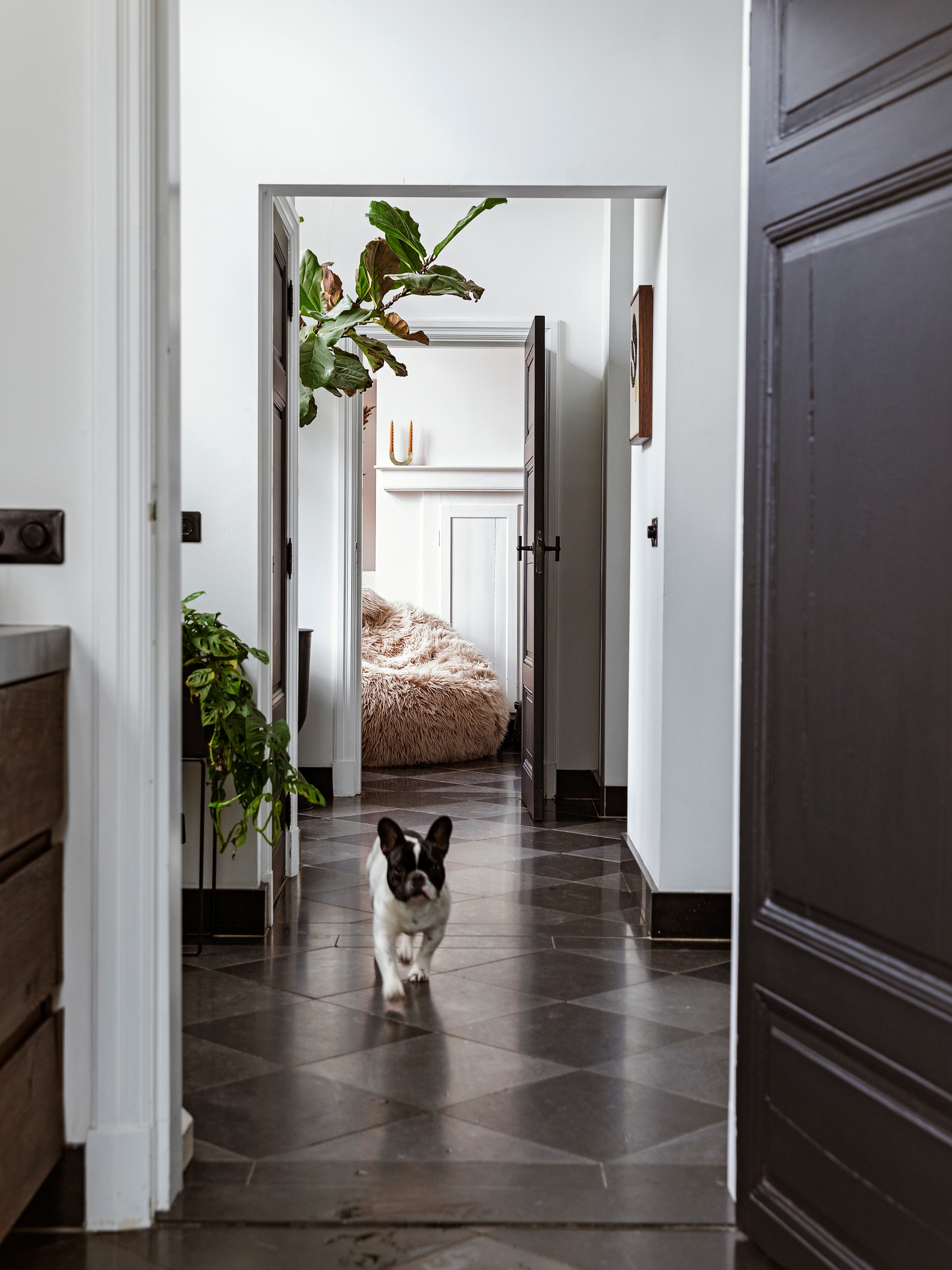 houd je huis dier koel zo komen honden of katten de warme dagen door
