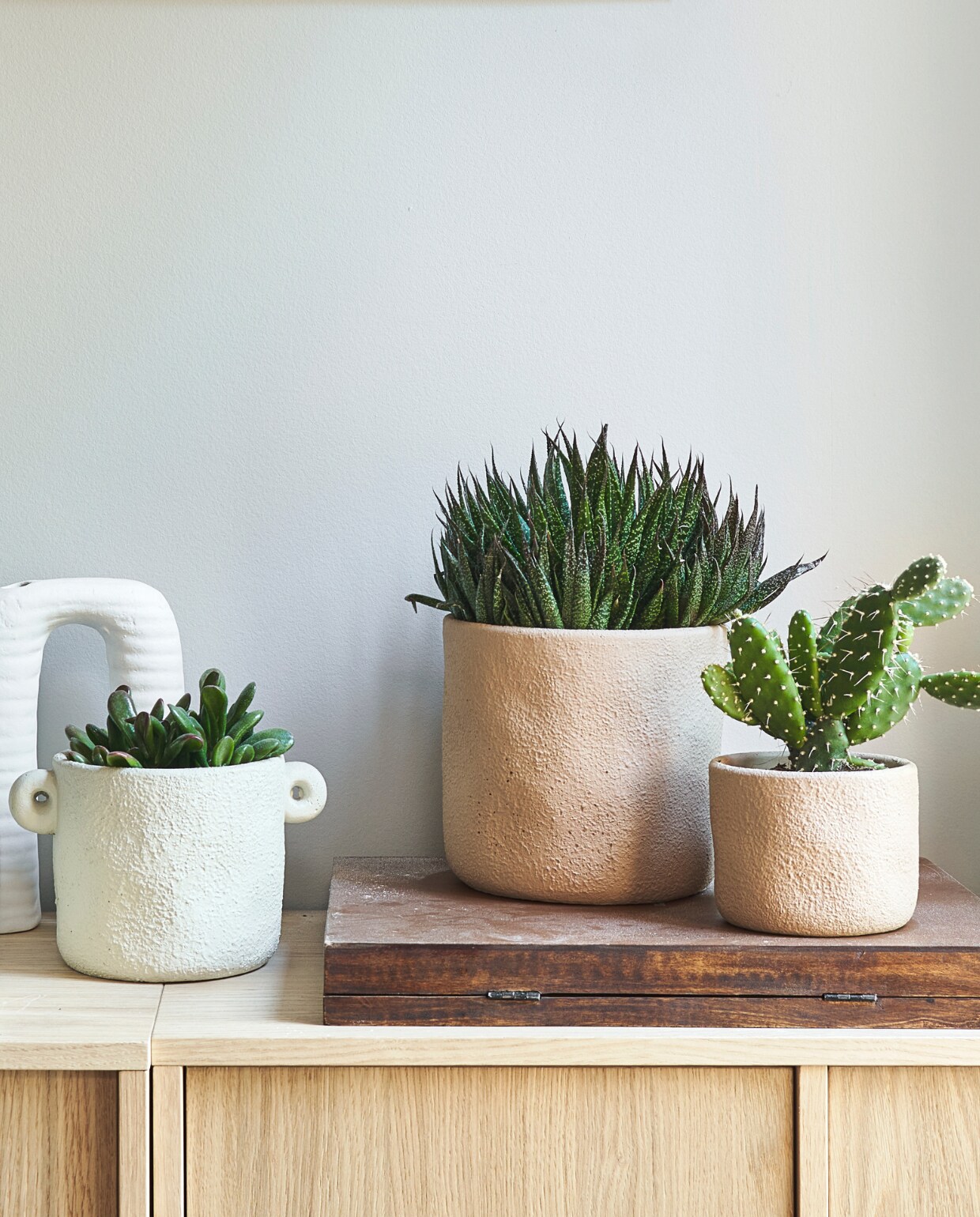 vtwonen pot &amp; plant actie, zomerse collectie met  cactussen, succulenten en mediterrane planten. vtwonen pot &amp; plant tuincentra collectie