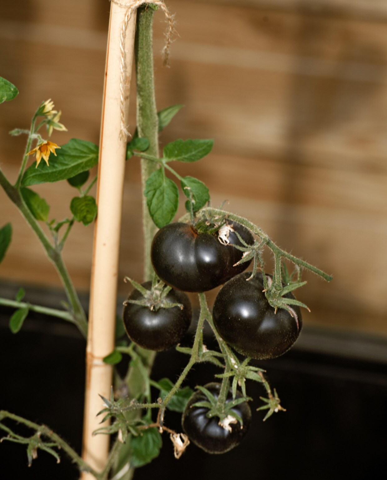 Black beauty-tomatenstruik. vtwonen 2022-special TUIN 5 | binnenkijker 4 | styling Ilona Jongepier | fotografie Brenda van Leeuwen