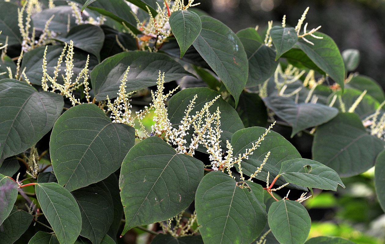 Japanse duizendknoop plant Pixabay