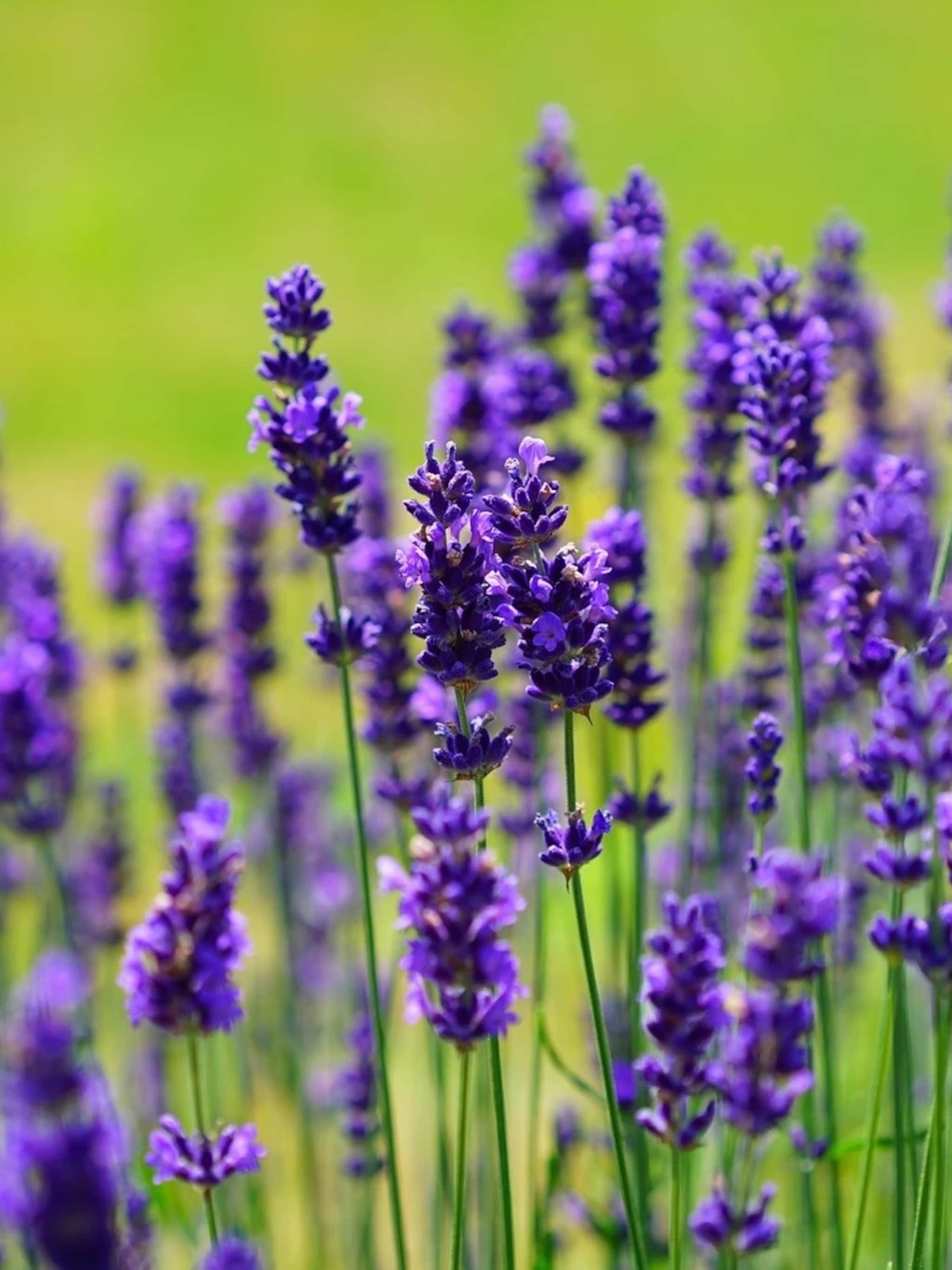 geen gezoem meer deze planten verjagen muggen
