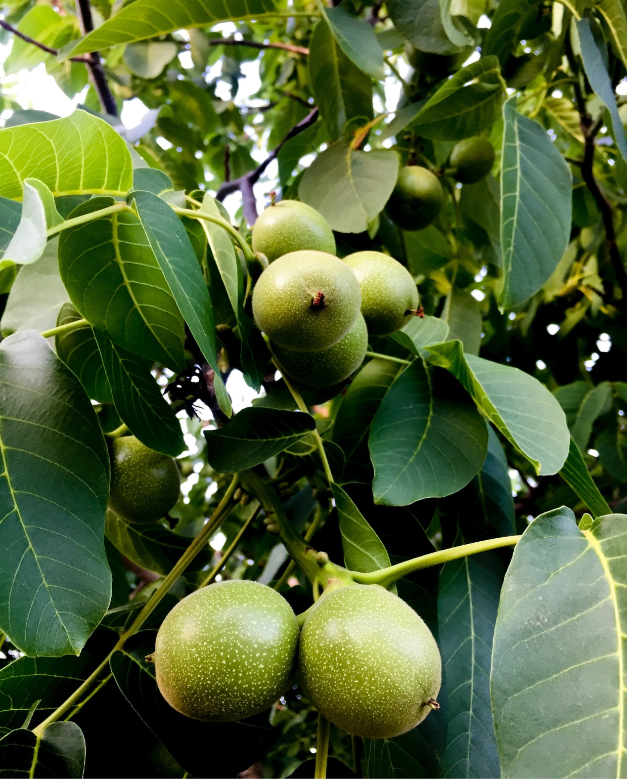 Notenboom met vruchten. Shahab Yazdi, Unsplash
