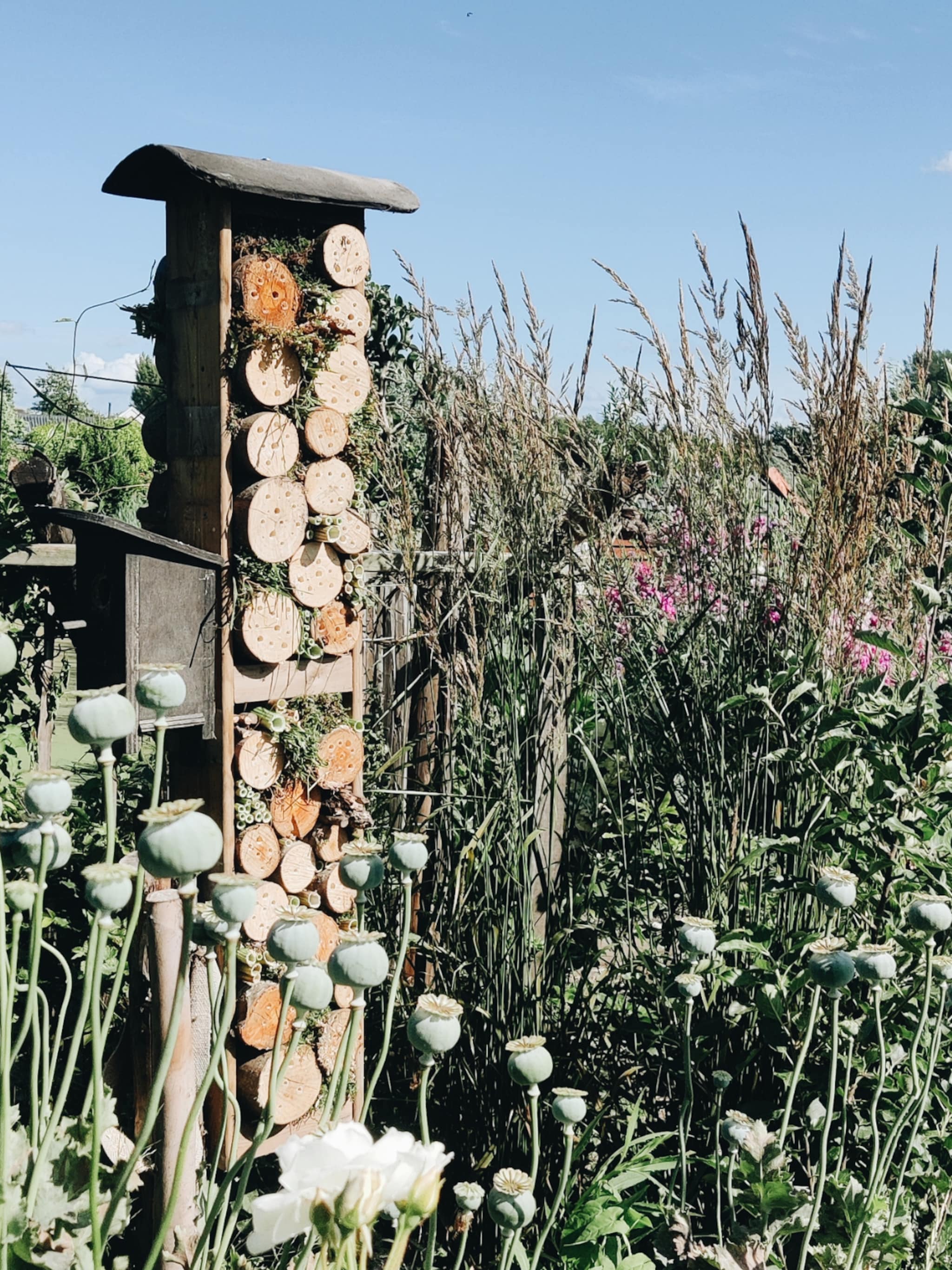 zo krijg je meer bijen in de tuin met de tips van onze tuinexperts